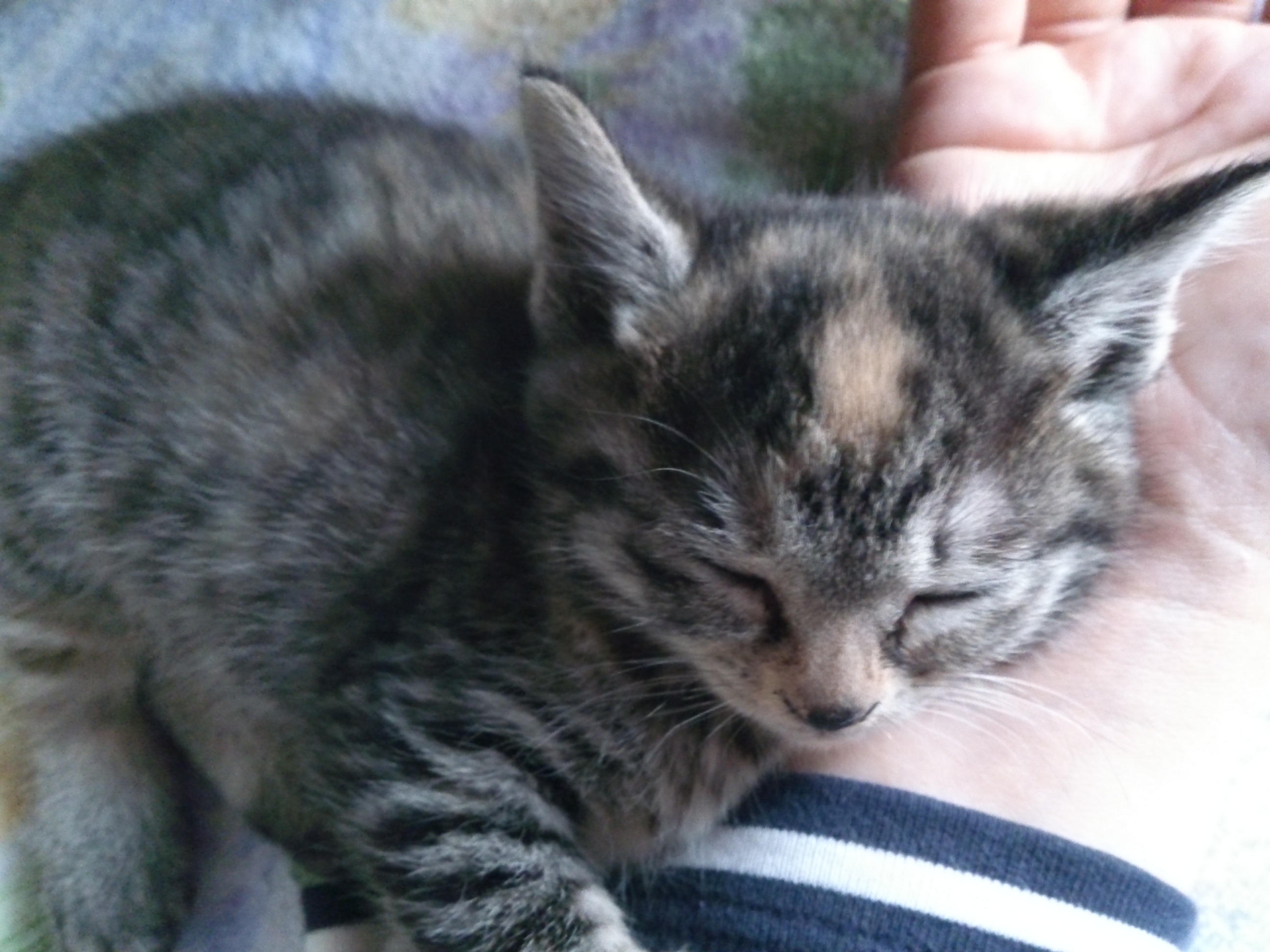 人の手首を枕にして眠る仔猫のクローズアップ。毛色は黒とグレーが混ざったキジトラ柄で額に少し茶色が混じっている