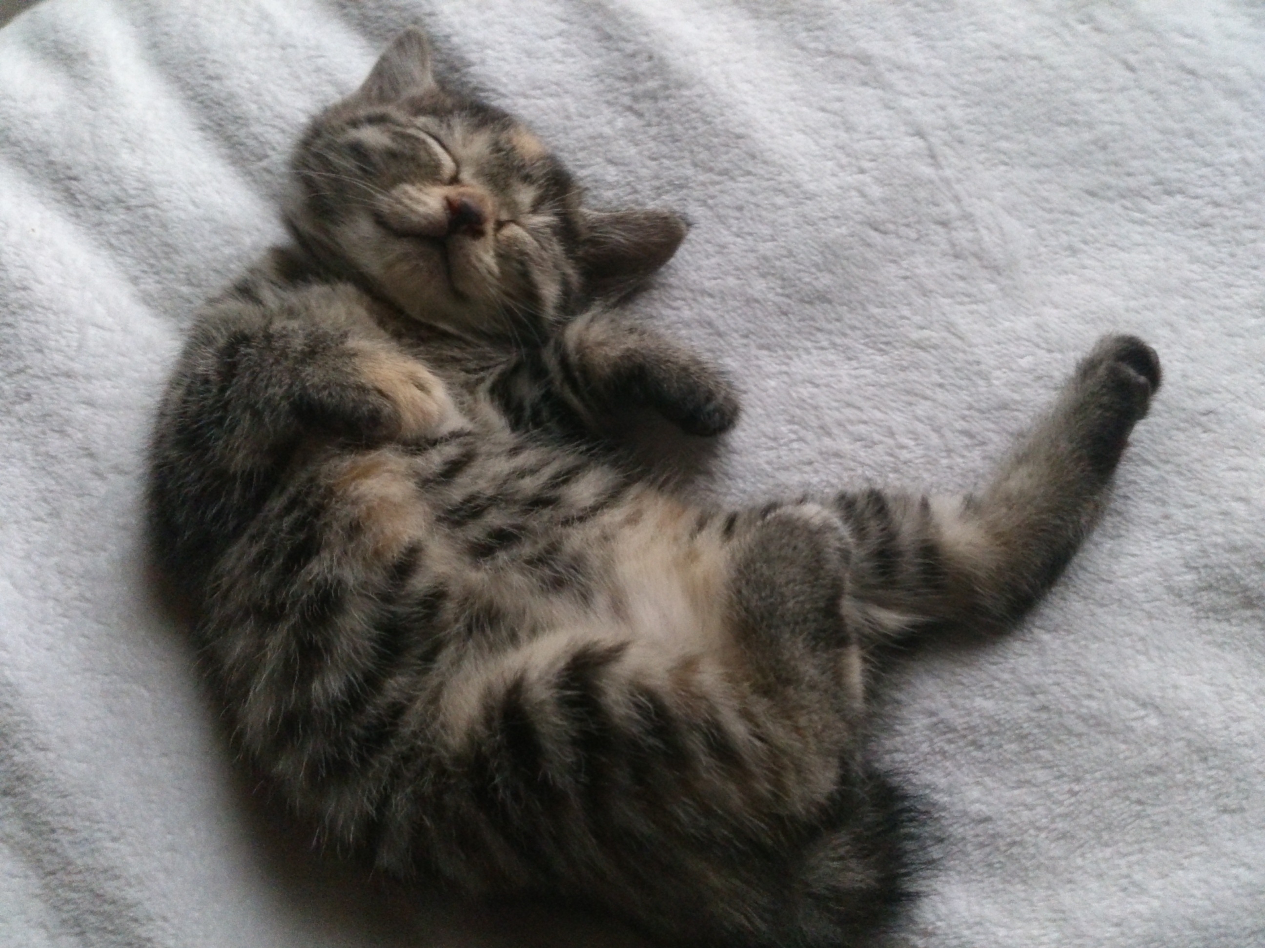 白いタオル地のシーツ上でお腹を見せて仰向け（ヘソ天）で眠るキジトラの仔猫。口元が少し上がっており微笑んでいるような寝顔