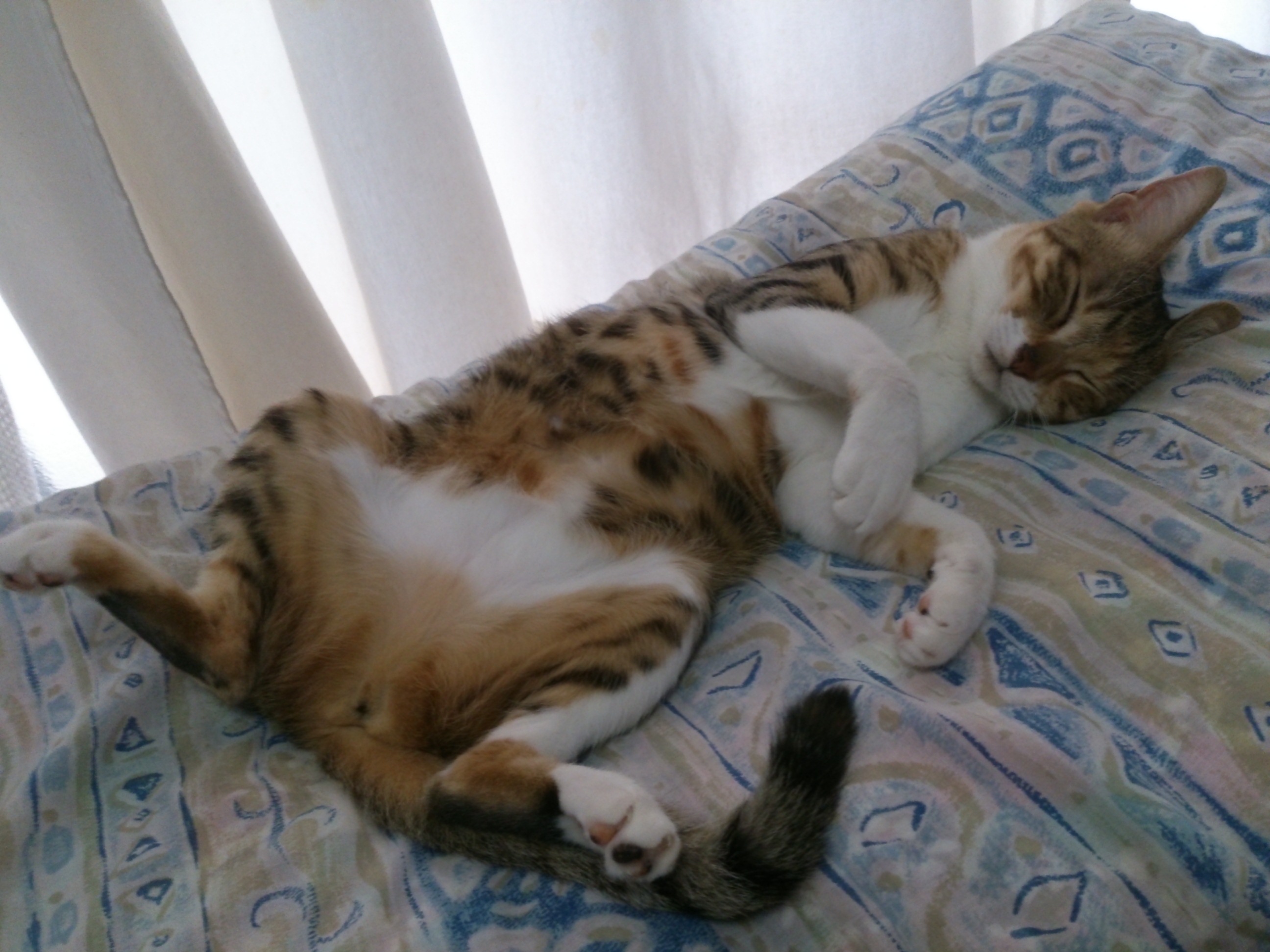 はな 2013-08-12 17.53.19