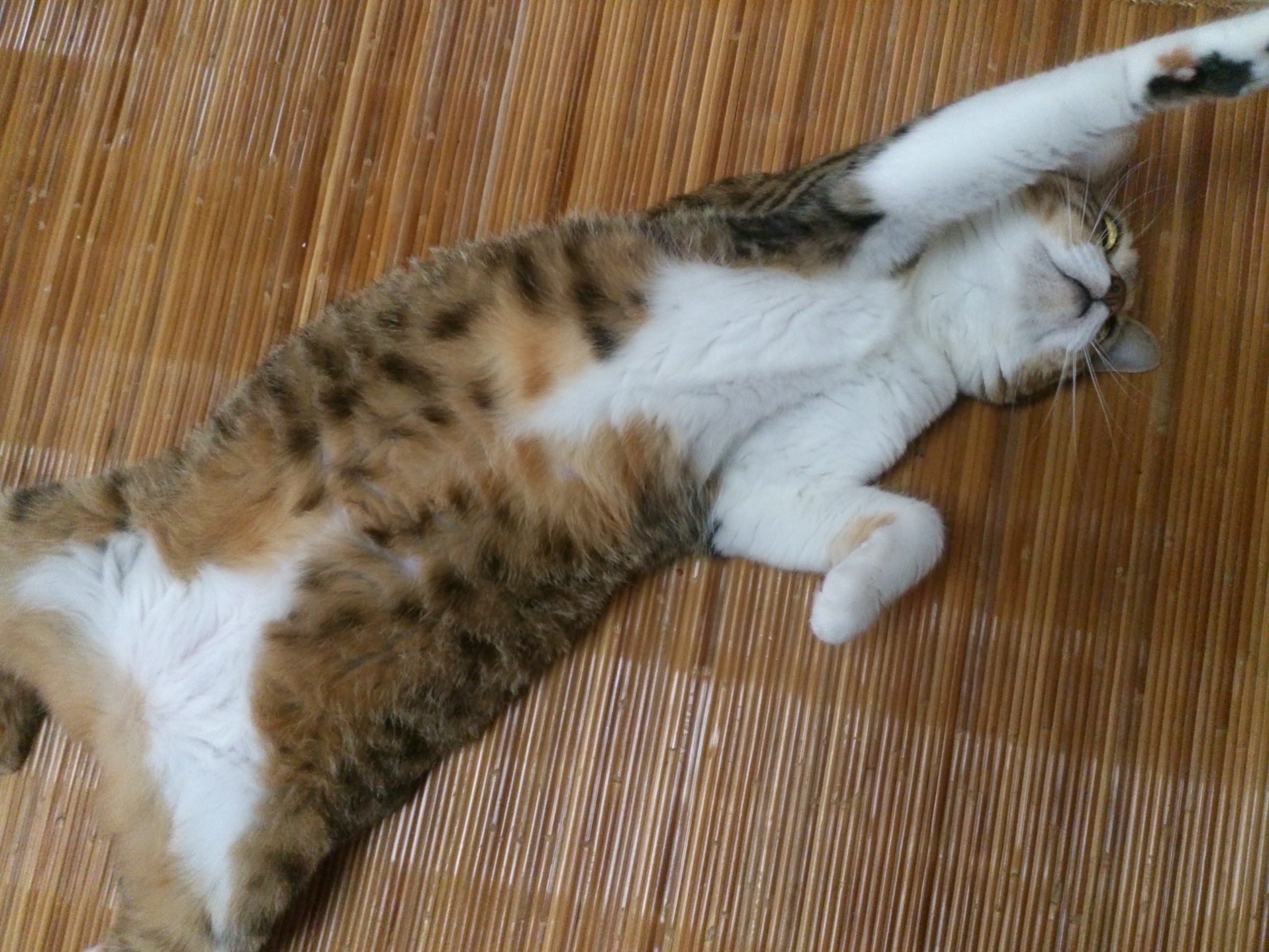 竹マットの上で仰向けになりお腹を見せて寝転んでいるキジ白/縞三毛