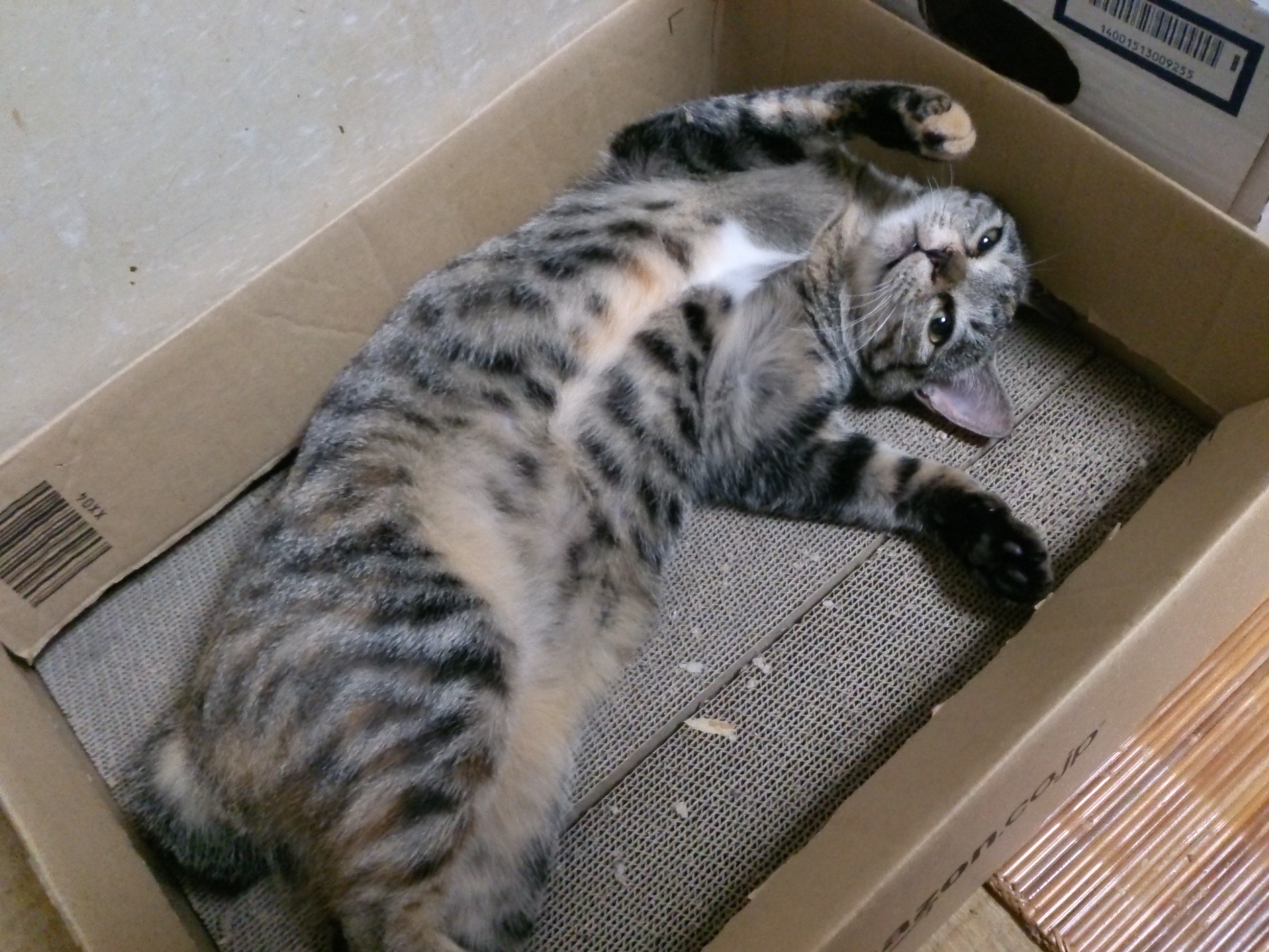 Amazonのロゴが入った段ボール箱の底に敷かれた爪とぎの上で仰向けに横たわる猫。キジトラ柄で胸に白い模様と額に少し茶色が混じっている
