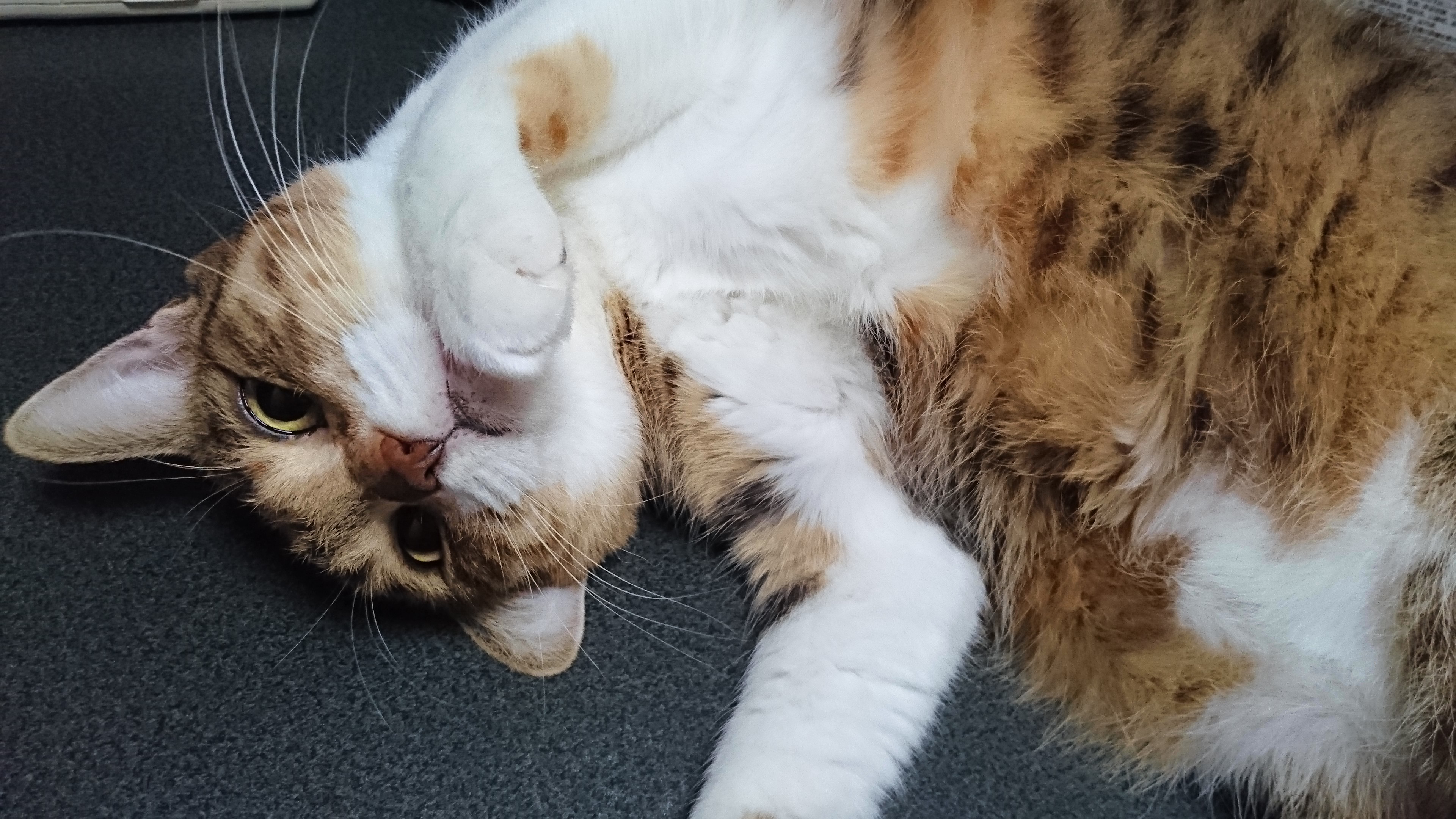 はな 2015-10-14 19.18.45