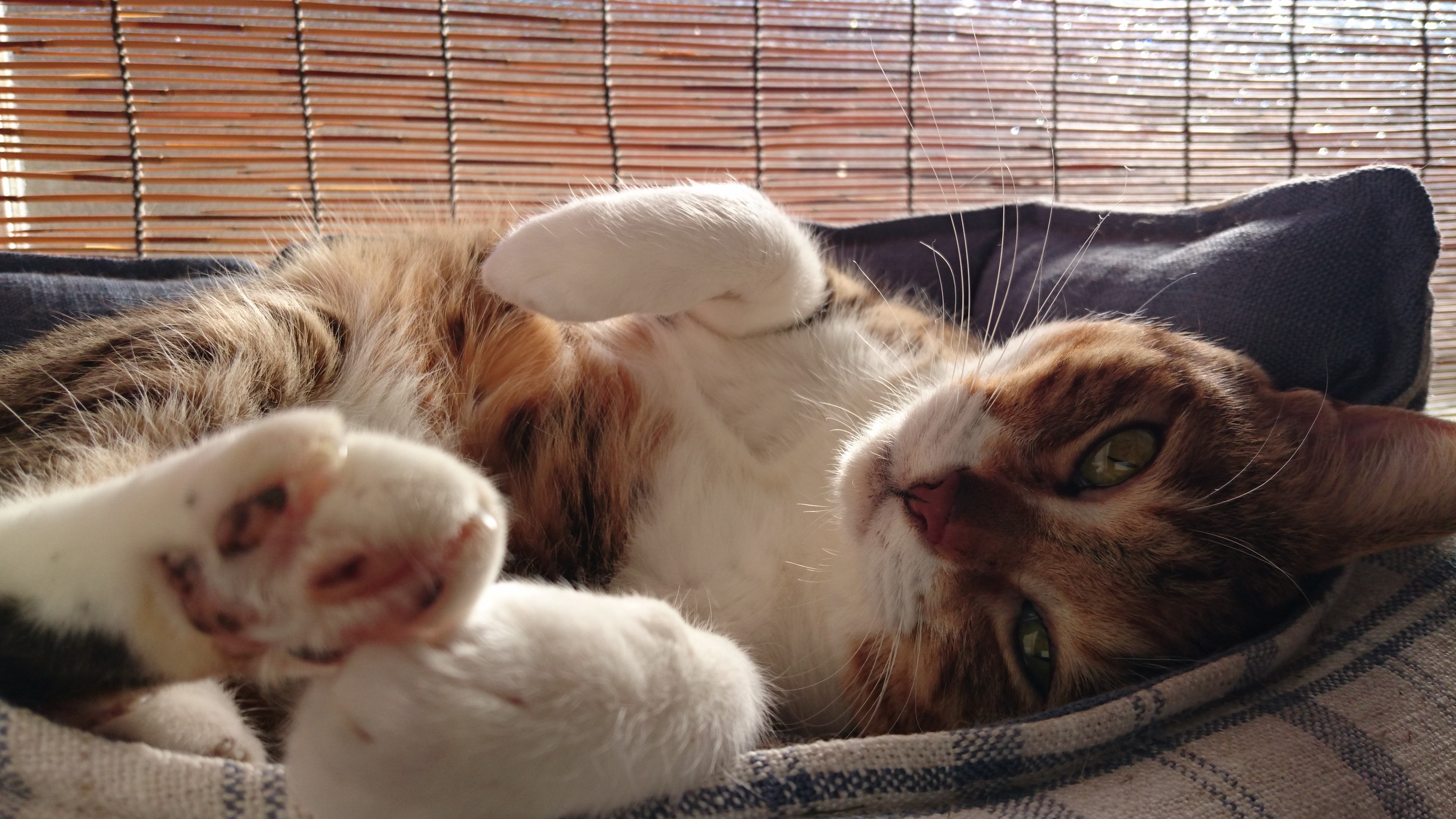 はな 2016-12-03 10.38.45