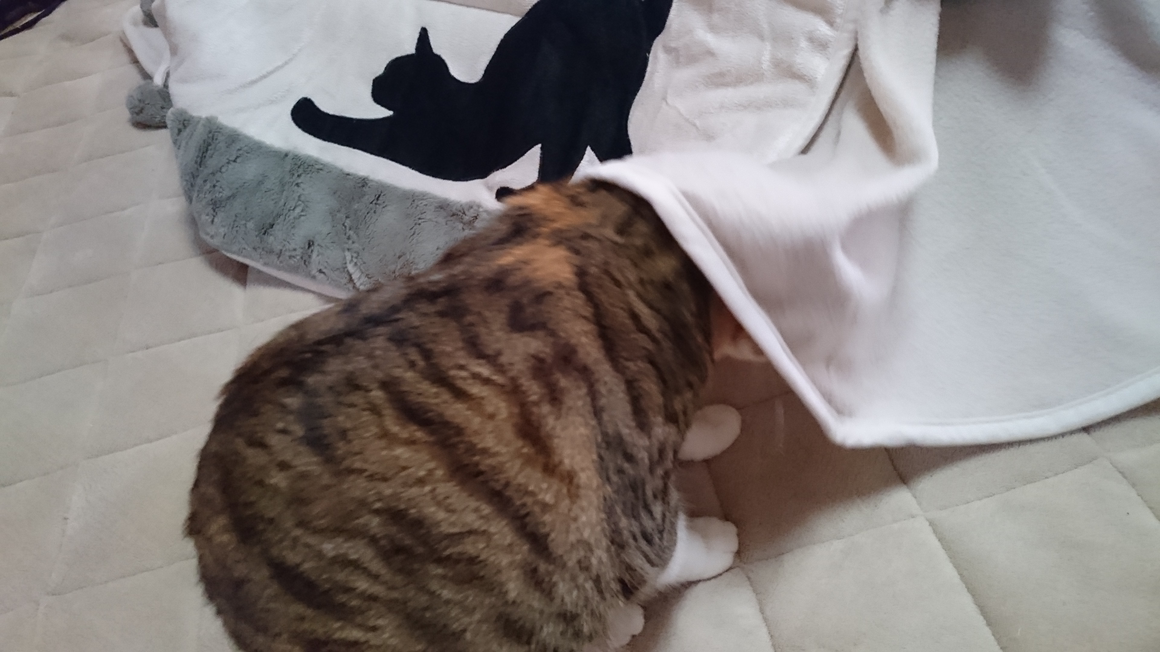 こたつ掛けに顔を突っ込むはな 2017-01-30 08.10.53