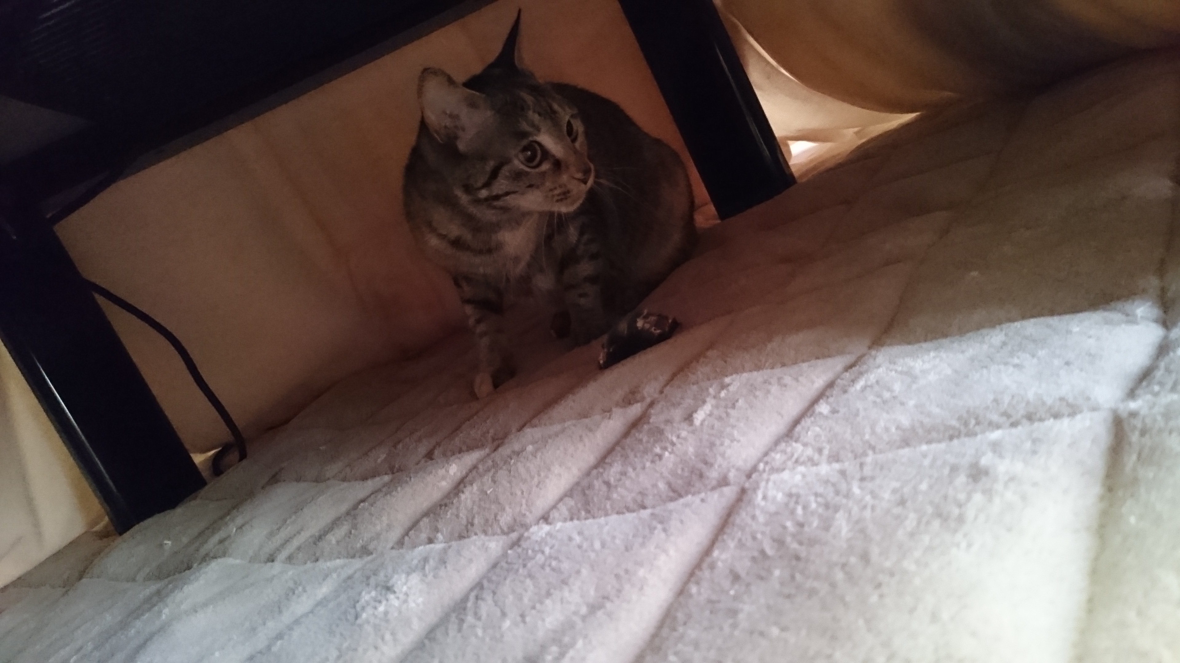 こたつの中にいるカトル 2017-01-30 08.12.45