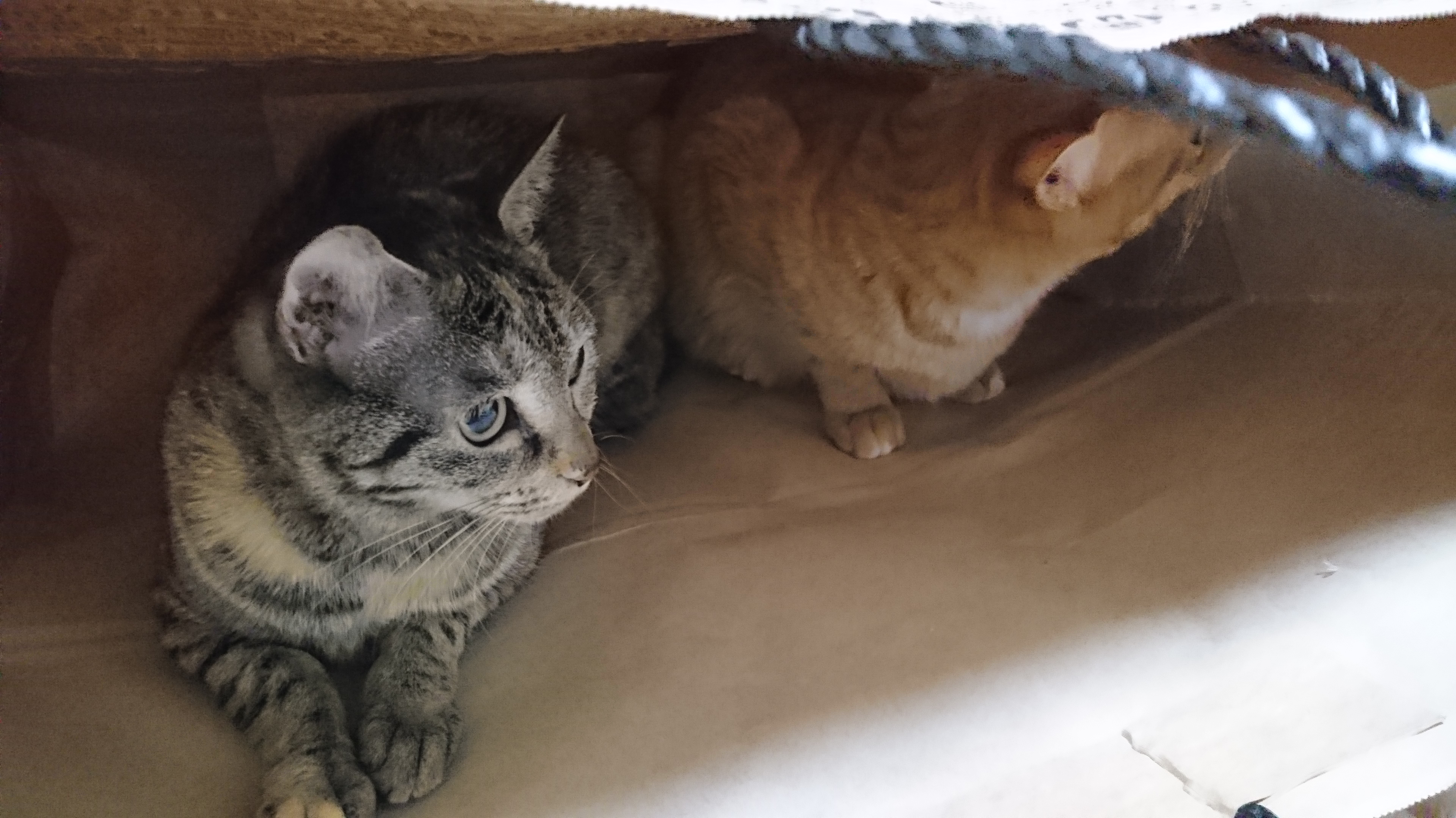 トロワとカトル 2017-02-21 21.52.02