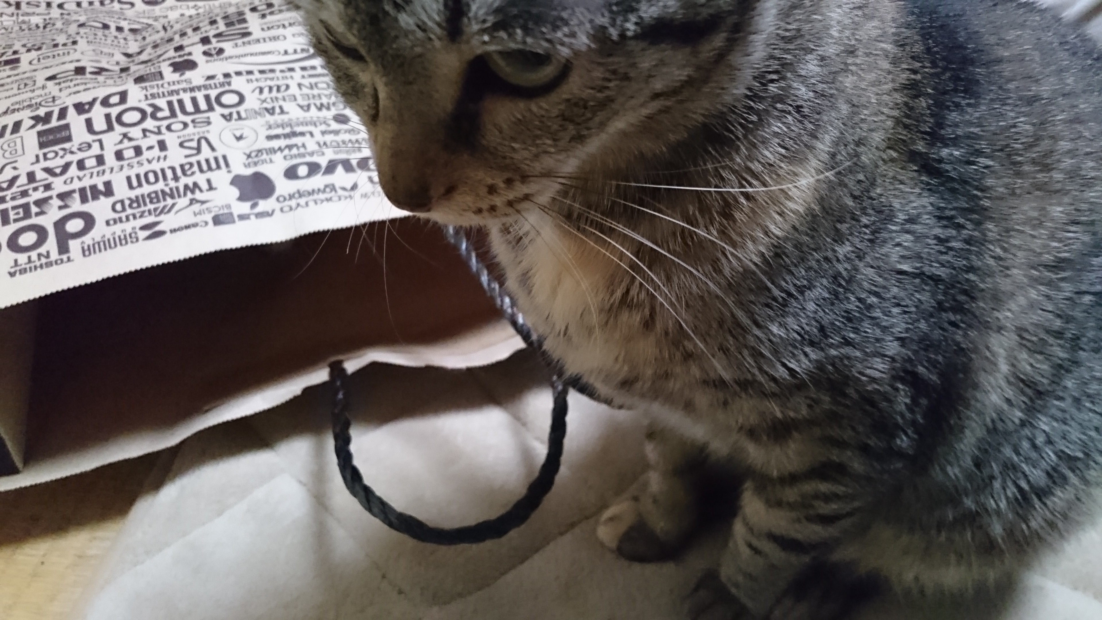 カトル 2017-02-21 21.55.38