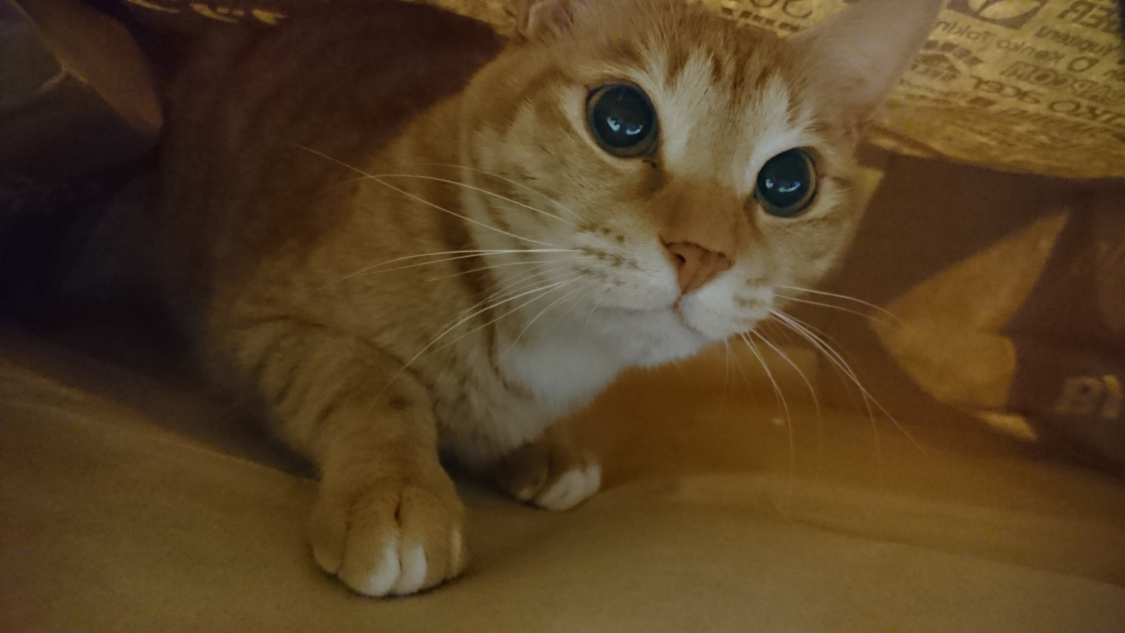 猫同士、仲良く袋に入れば良いのに