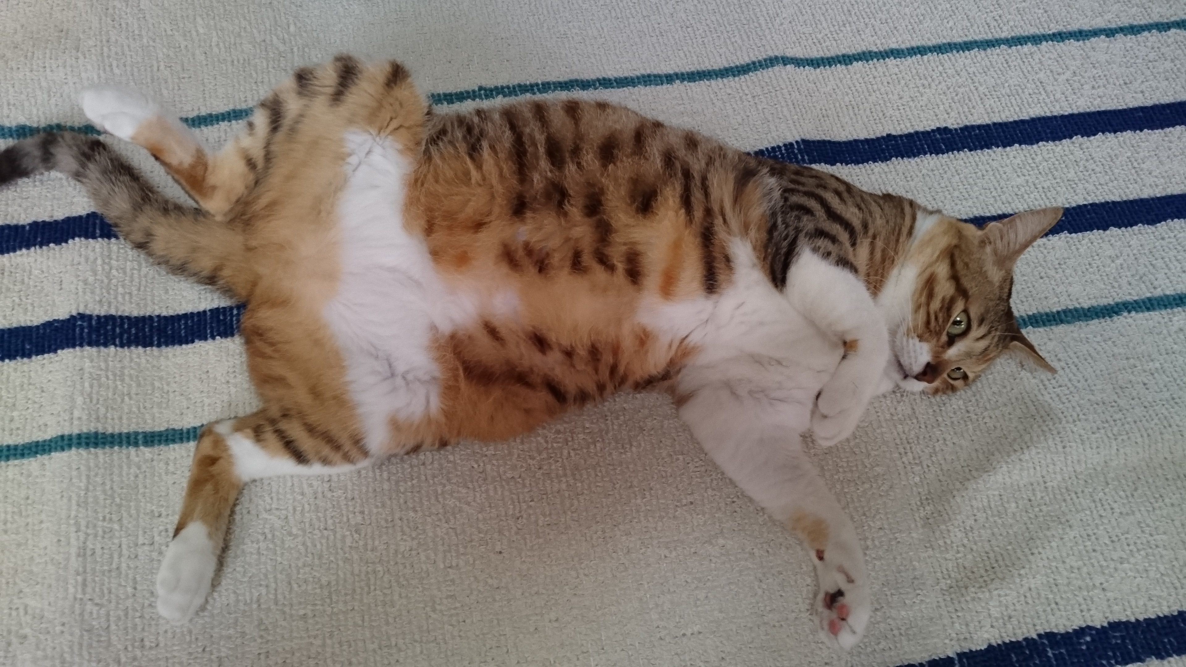 はな 2017-05-27 13.14.36