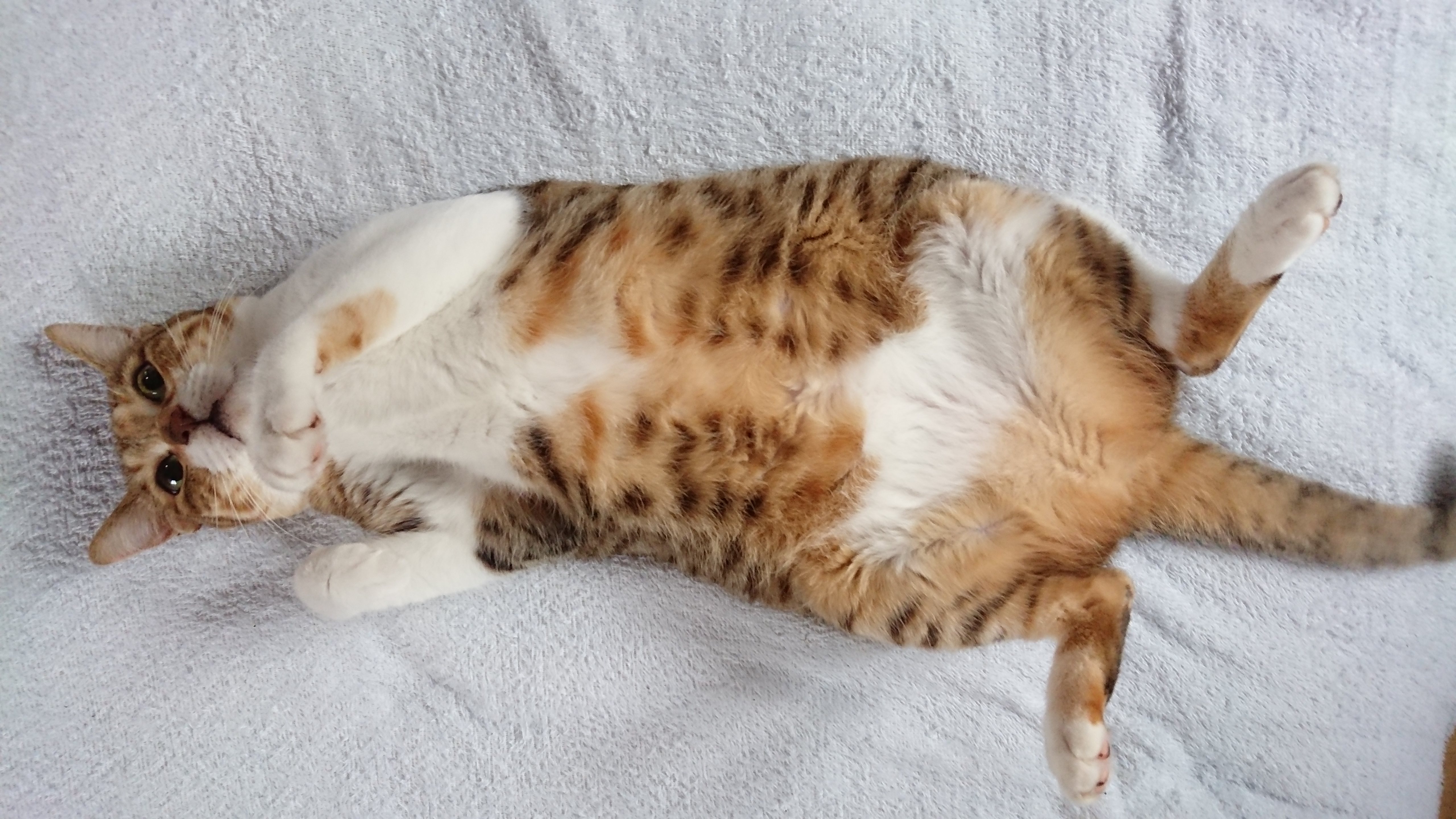 白いタオル地のシーツ上で仰向けになりお腹を見せて寝転んでいるキジ白/縞三毛