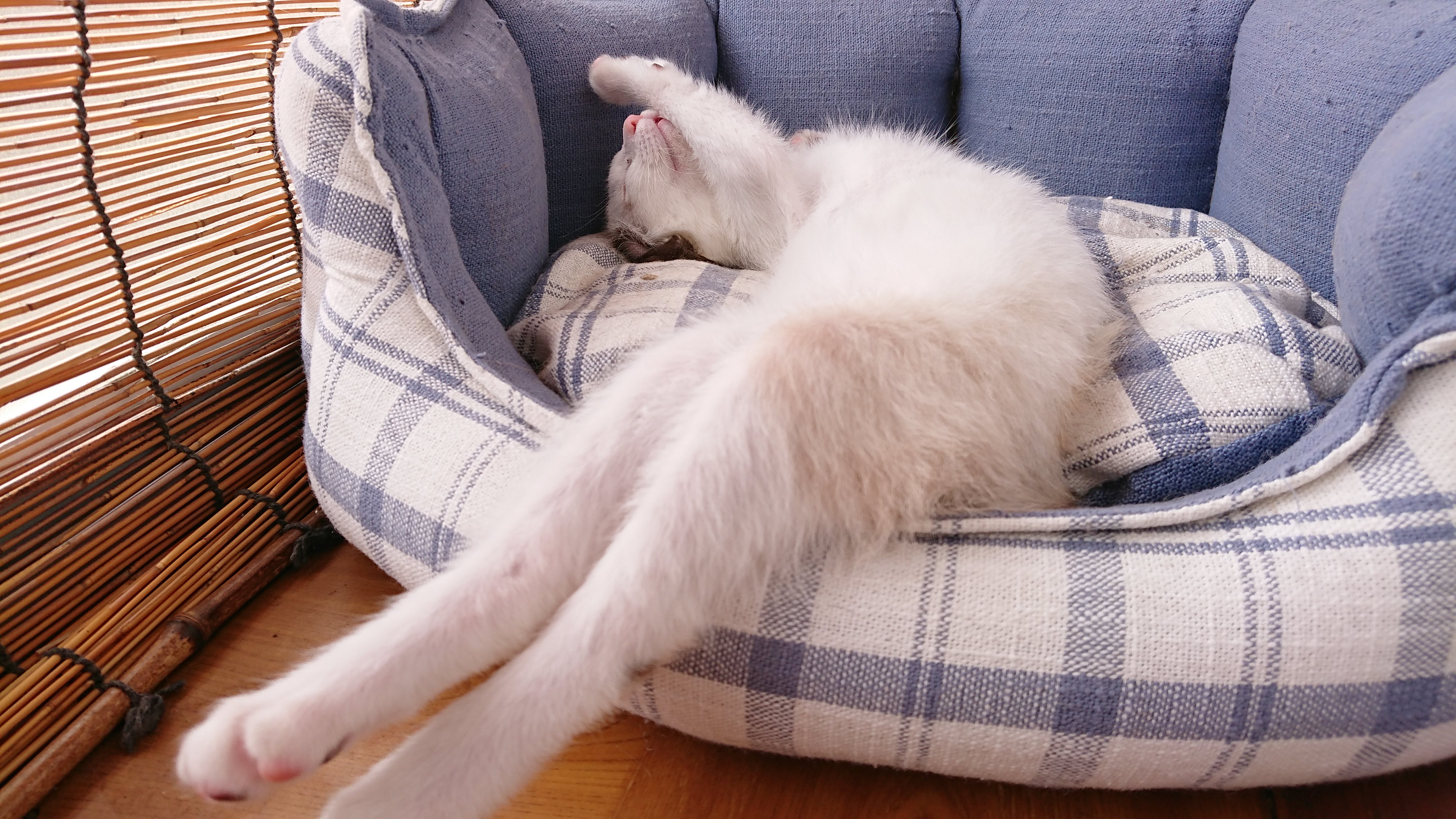 ペット用ベッドの縁から後ろ足をピーンと外に投げ出し顔を前足で隠すようにして眠る白地に茶色の模様/ポインテッドの子猫