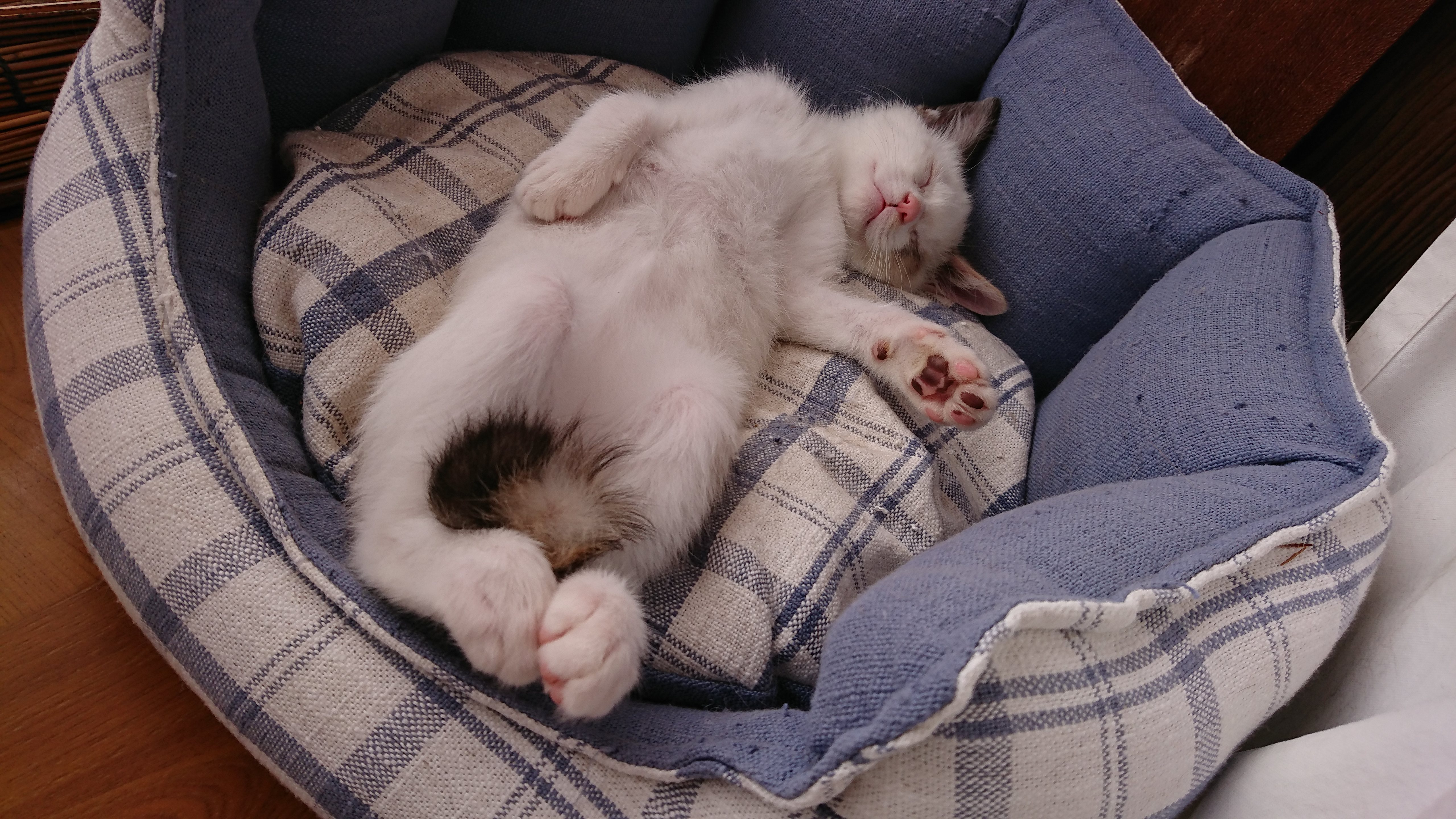 青と白のチェック柄のペット用ベッドの中で、仰向けになって眠る白地に茶色の模様/ポインテッドの子猫