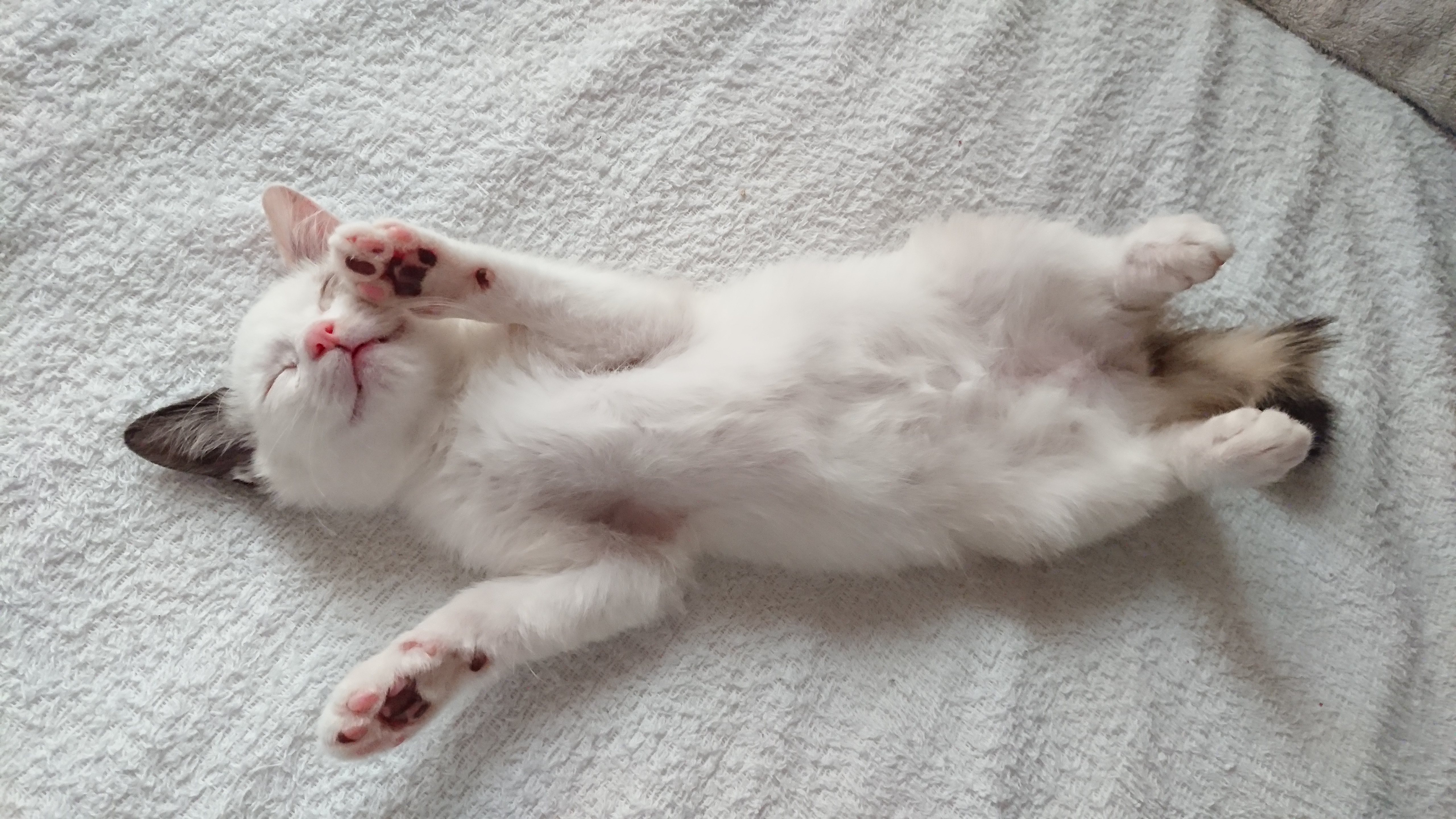 白いタオル地のシーツの上で仰向けになりバンザイのようなポーズ（ヘソ天）でぐっすり眠る子猫。ピンク色の鼻と、両前足の肉球が見える
