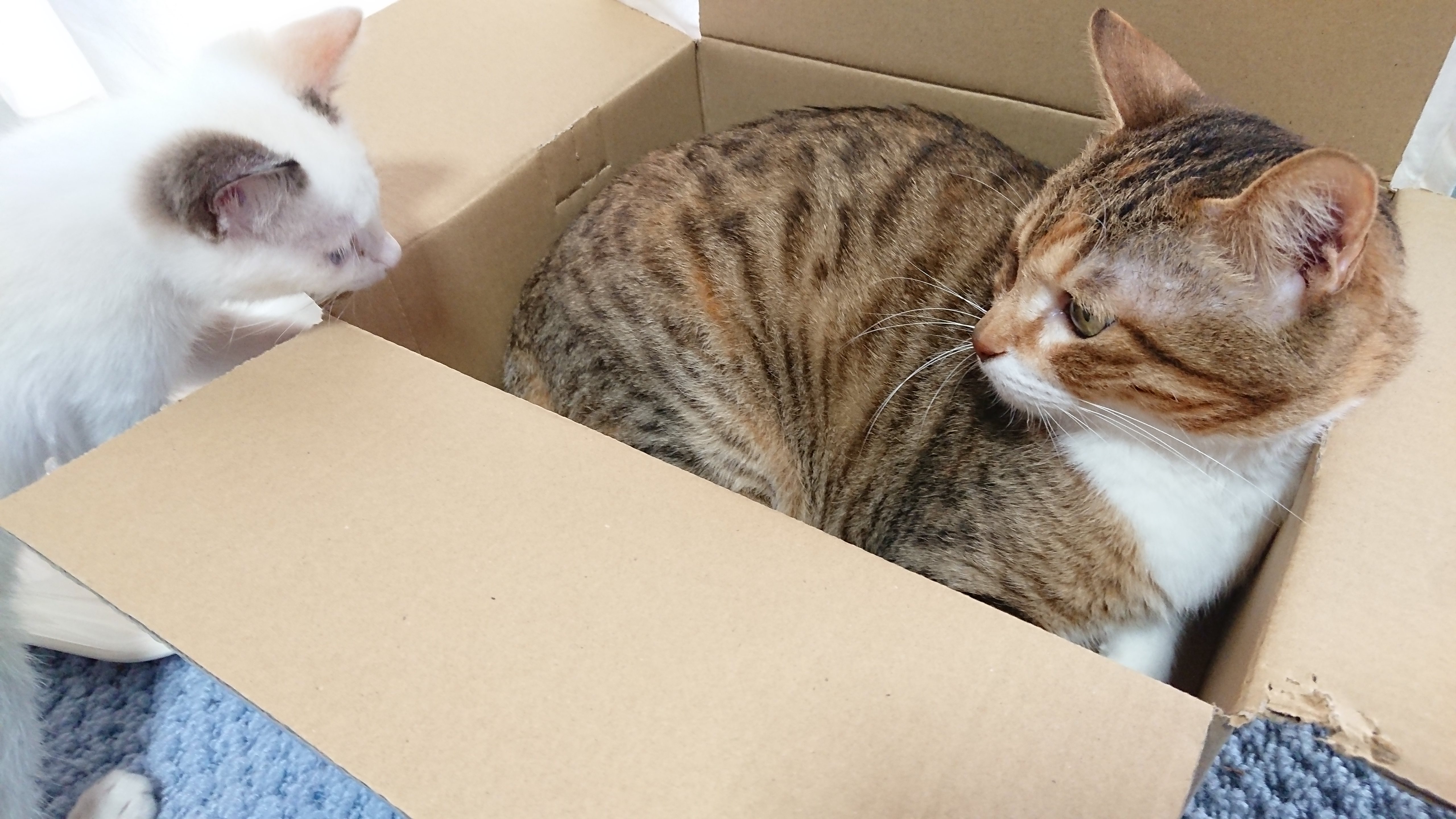 段ボール箱の中にすっぽりと収まったキジ白猫/縞三毛を、段ボール箱の外から白地に茶色の模様/ポインテッドの子猫が興味深そうに覗き込んでいる様子