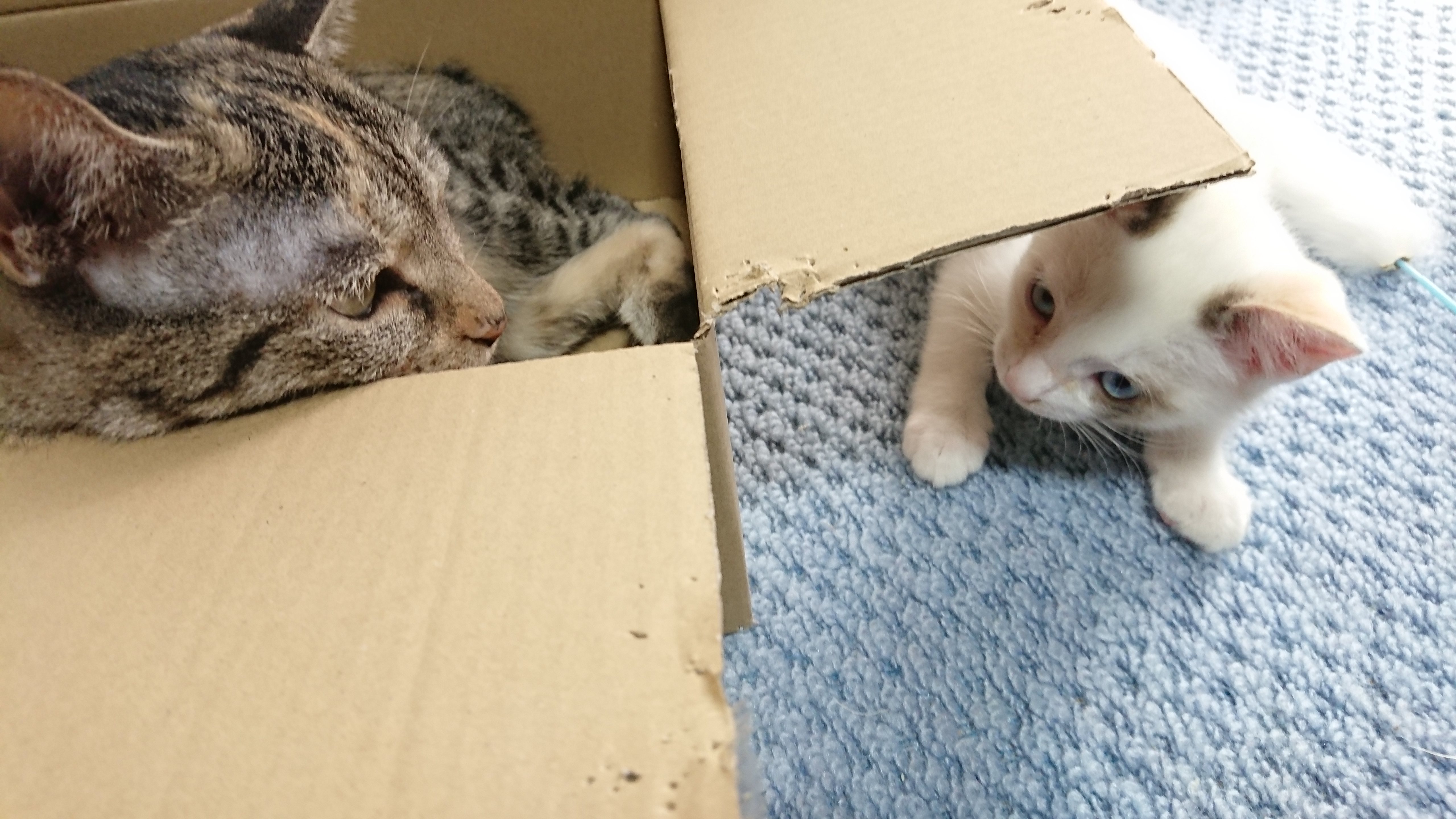 段ボール箱の中にいるキジトラの猫と、その箱の隙間から中を覗き込もうとしている青い目で白地に茶色の模様/ポインテッドの子猫