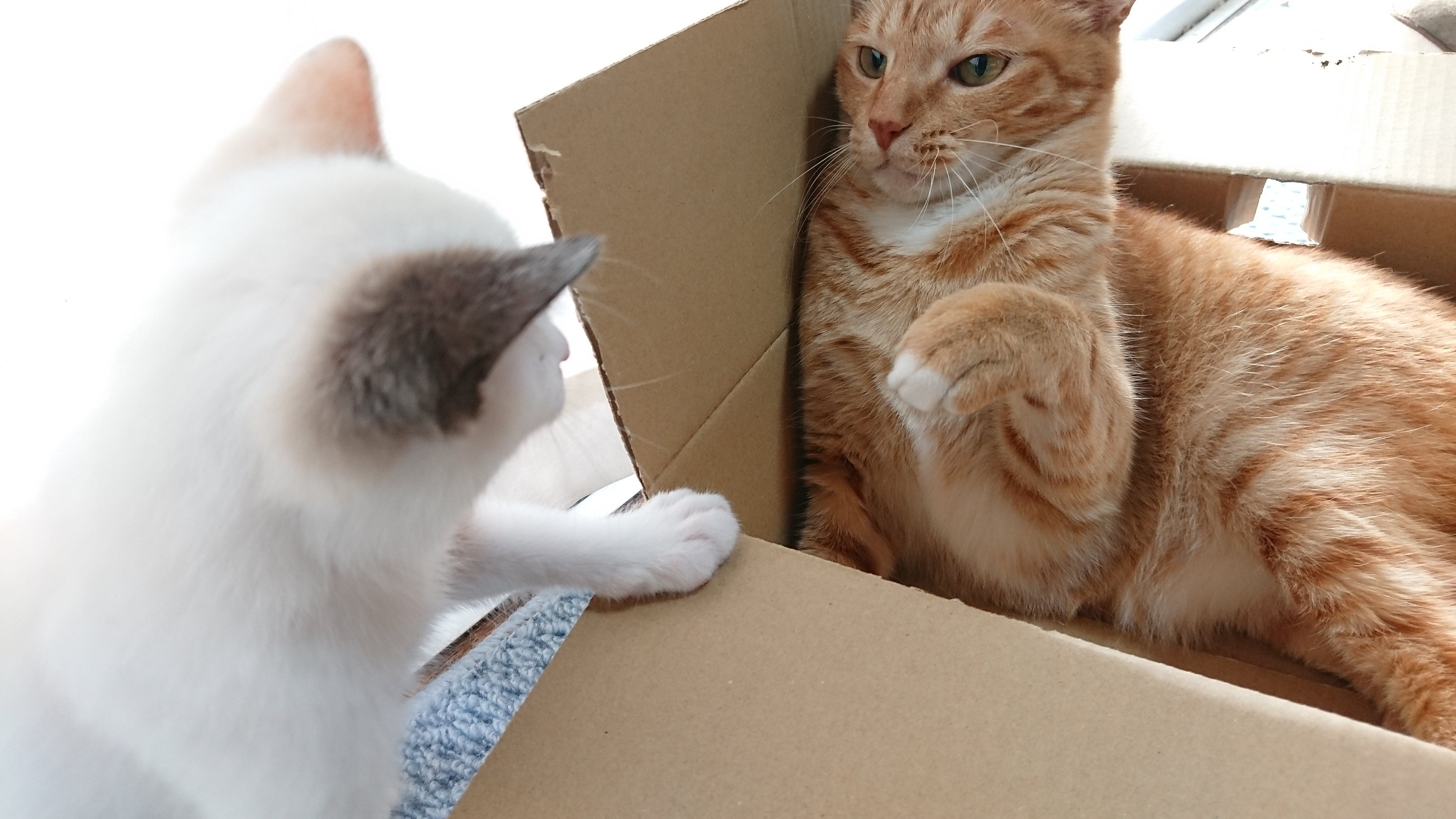 段ボール箱の中から身構えるように右前足を上げる茶トラ猫と箱の縁に手をかけて中を覗き込む白地に茶色の模様/ポインテッドの子猫