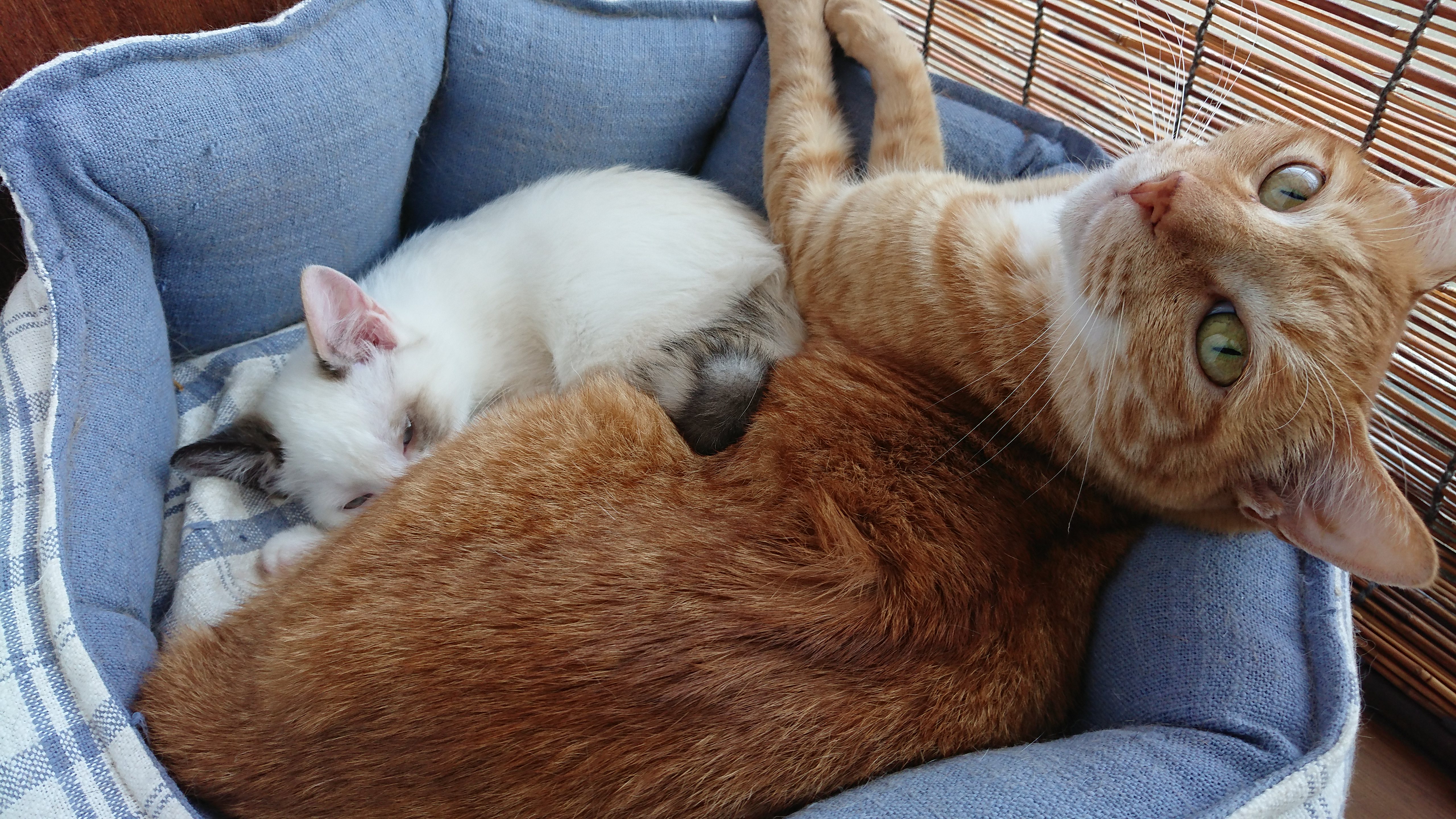 青いペットベッドの中で寄り添って眠る、茶トラの大きな猫と白地に茶色の模様/ポインテッドの子猫。茶トラの猫はカメラを見つめており子猫は茶トラの体に顔をうずめて丸まっています