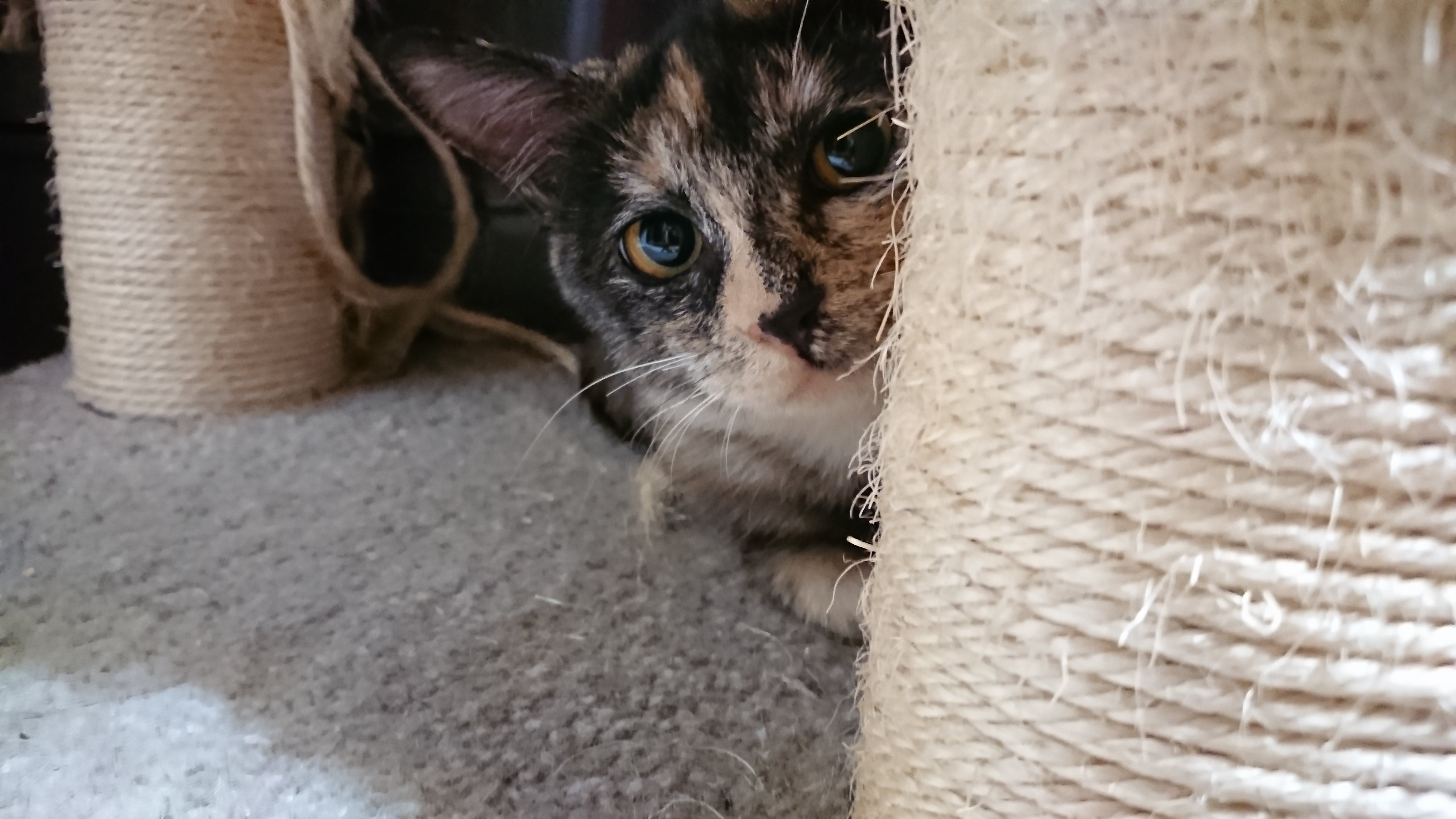キャットタワーの麻縄の柱の陰から、サビ猫が顔を半分出してこちらを伺っている