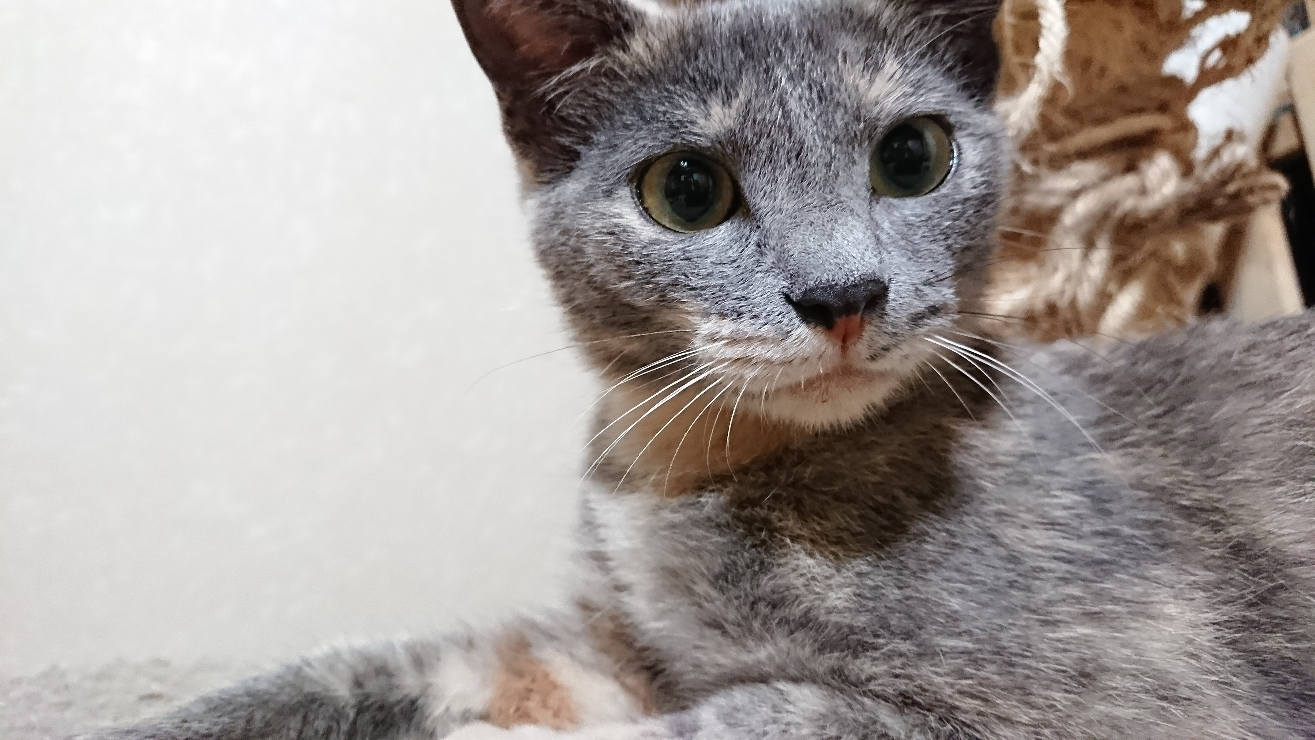 グレーを基調としたパステルサビ猫（ダイリュートキャリコ）が大きな目で見つめているアップの写真。背景にはキャットタワーの麻縄が見える