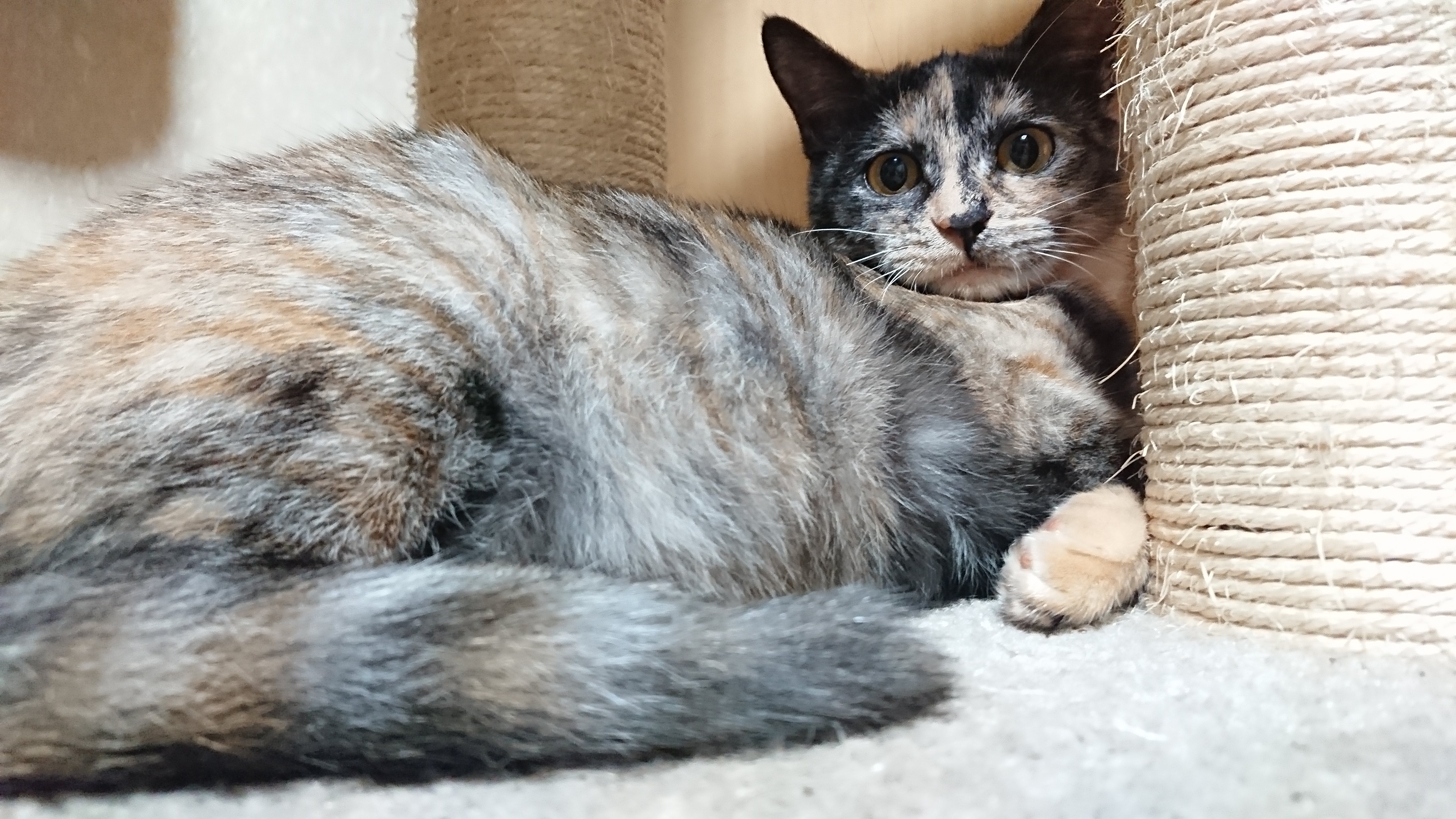 キャットタワーの2本の麻縄の柱に挟まれたスペースで体を丸めて横になるサビ猫の横顔