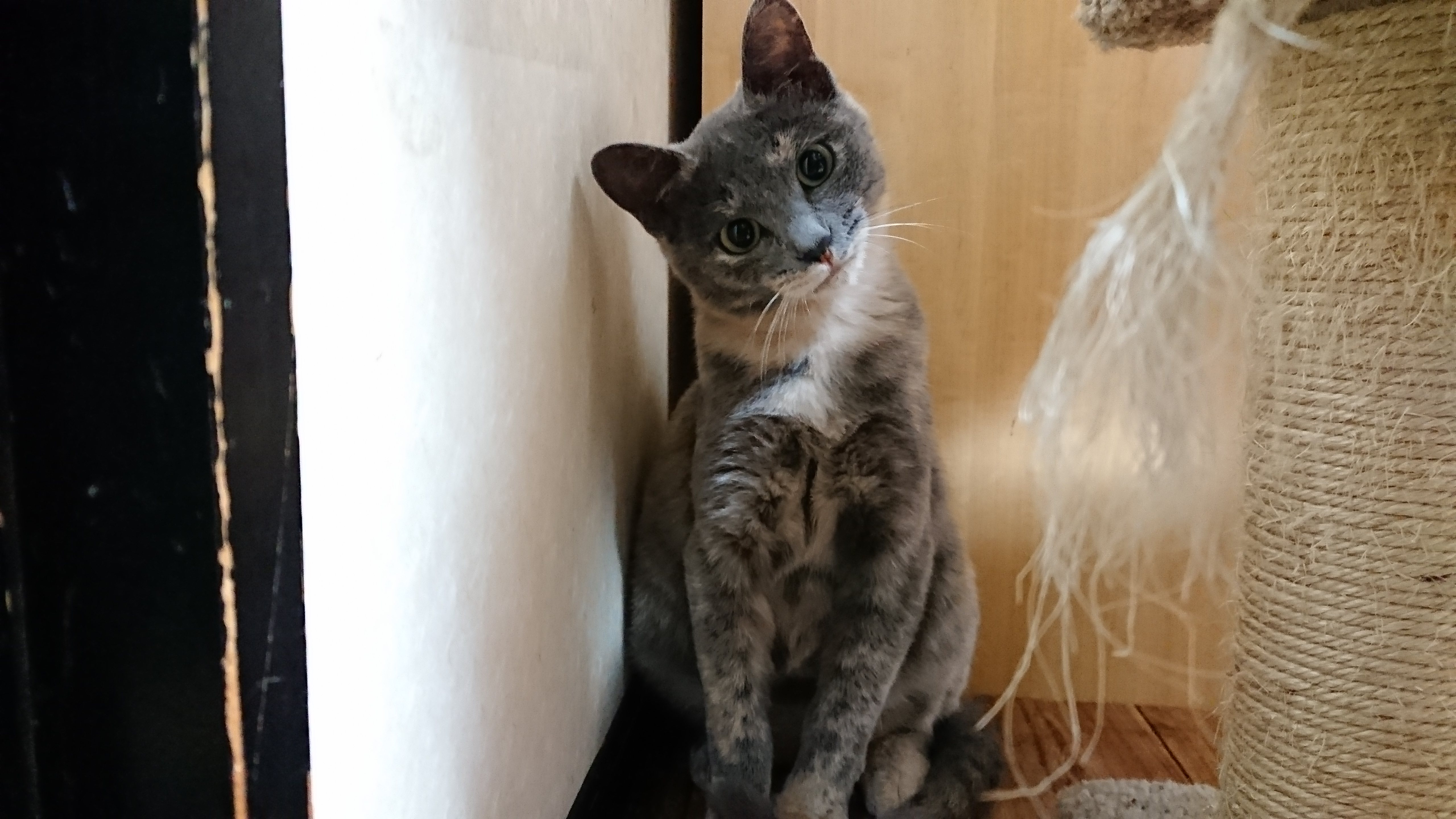 グレーのパステルサビ猫（ダイリュートキャリコ）が首を右に少し傾けてこちらをじっと見つめている様子。背景にはキャットタワーの麻縄が写っている