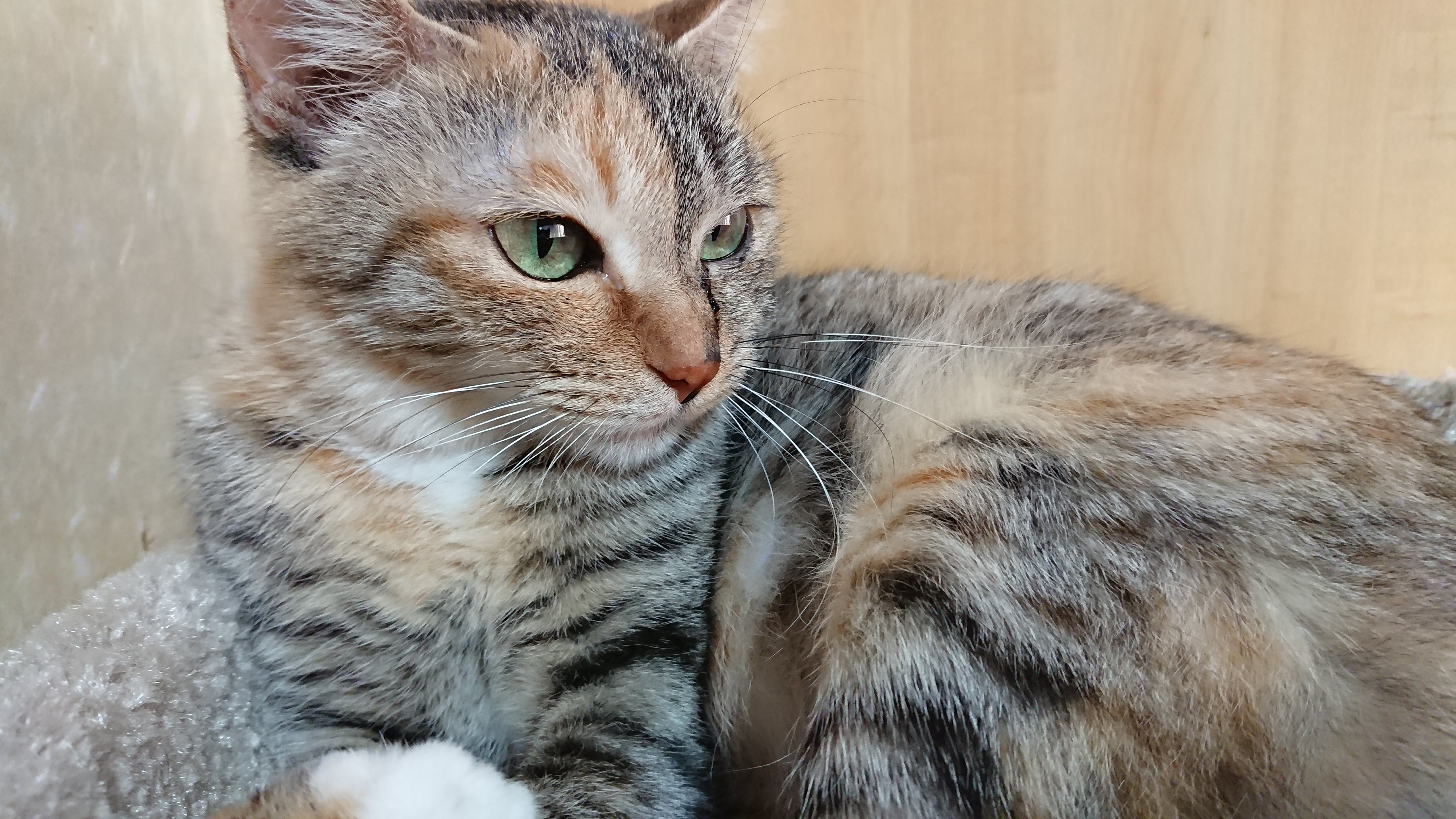 キャットタワーのカップの中で横をじっと見つめている顔の右側が茶トラで左側がキジトラのような「スプリットフェイス」の猫/麦わら猫