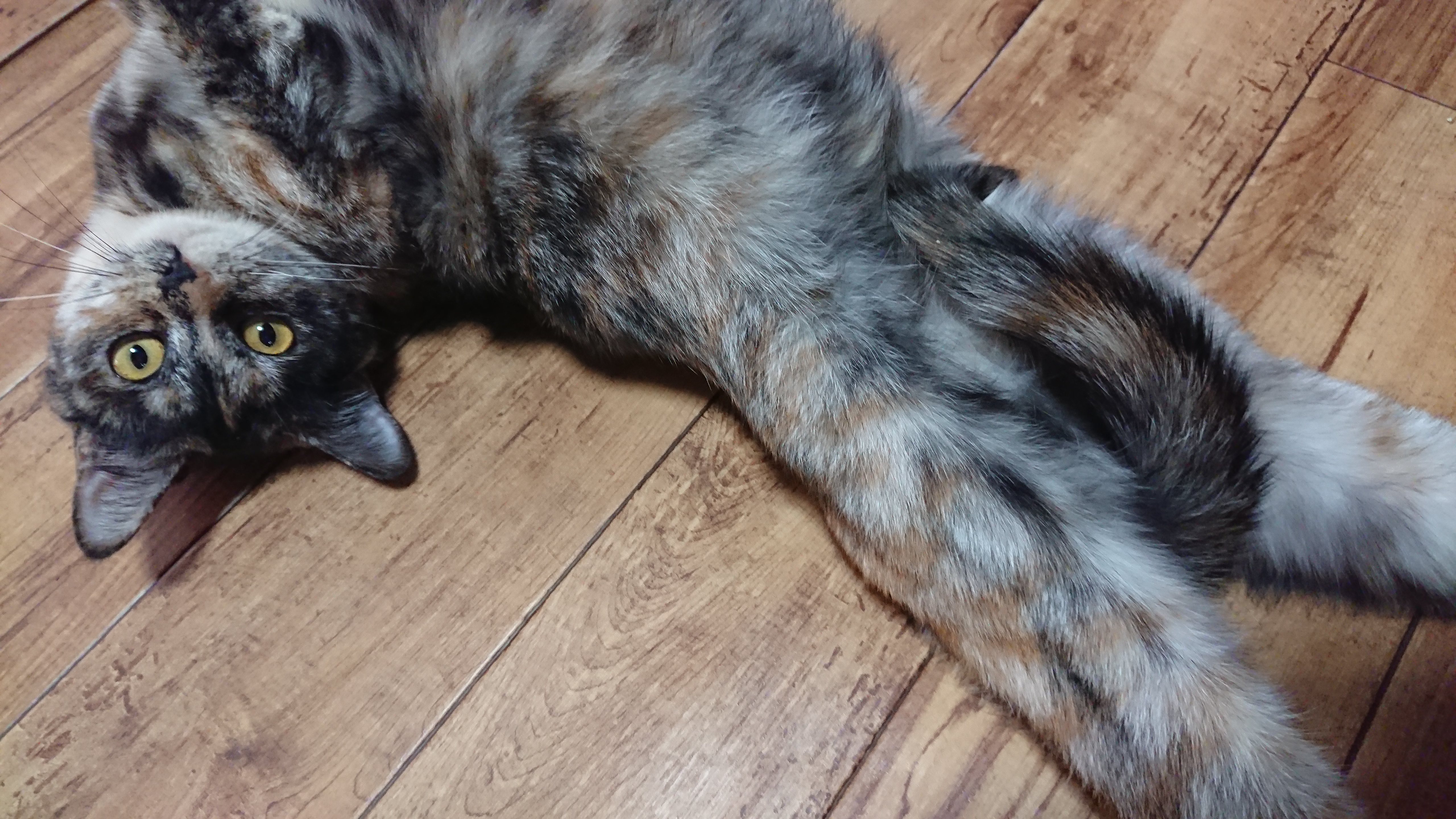 木目調の床の上で仰向けになり、お腹を見せてリラックスしているサビ猫。首をかしげてカメラをじっと見つめている