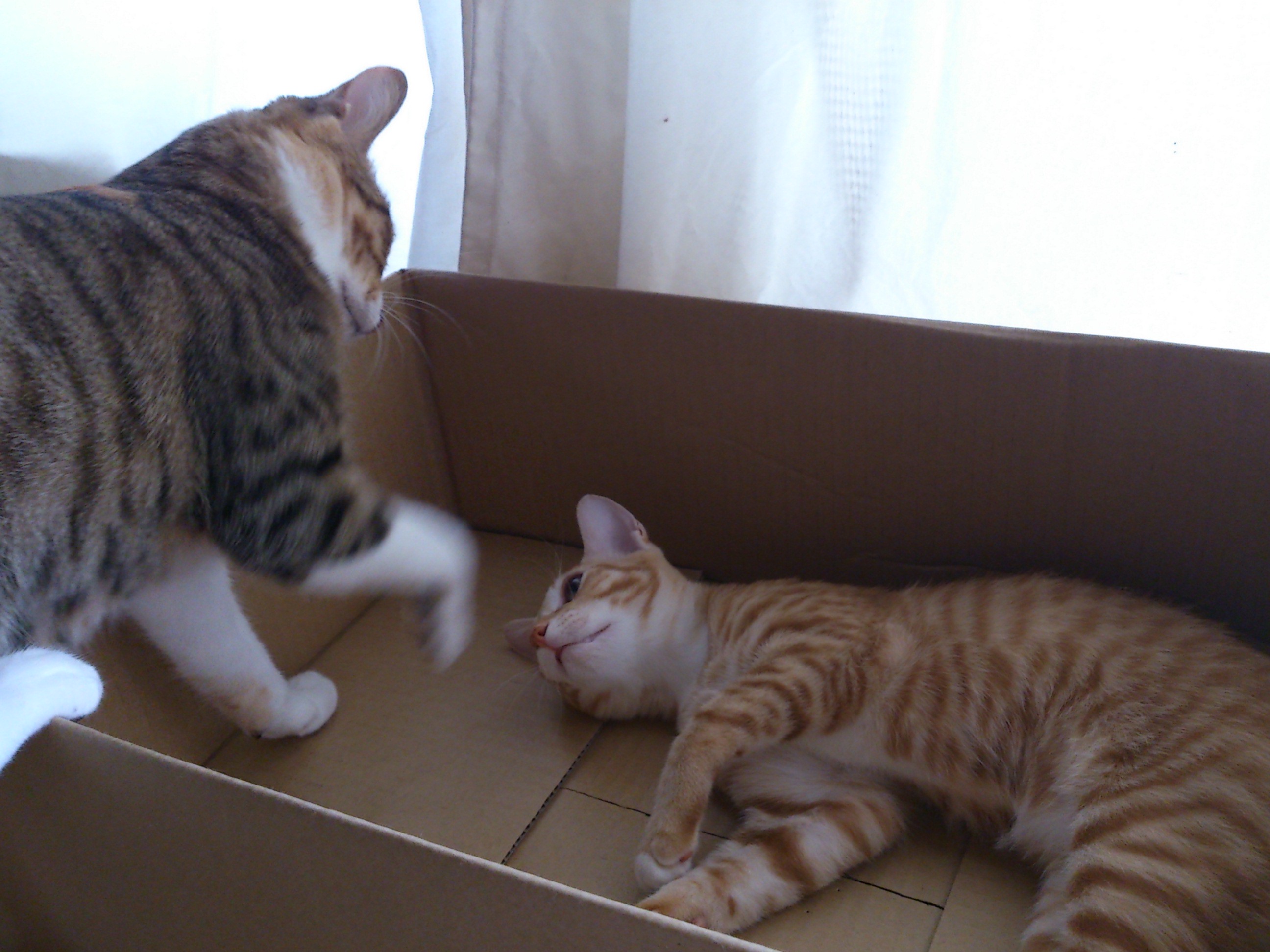 2匹の猫が遊んでいる様子。段ボール箱の中で仰向けに寝転ぶ茶トラ猫に対して、段ボール箱の外からキジ白/縞三毛が右手を振り下ろすような動きを見せています
