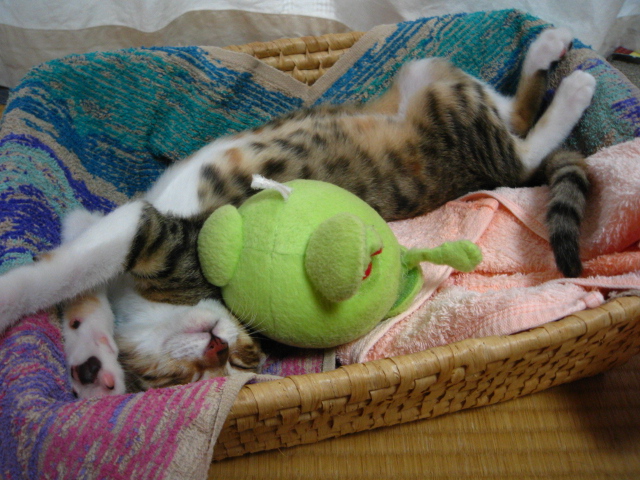 編みカゴの中で緑色のぬいぐるみ(ハロ)と一緒に仰向けで眠るキジ白/縞三毛