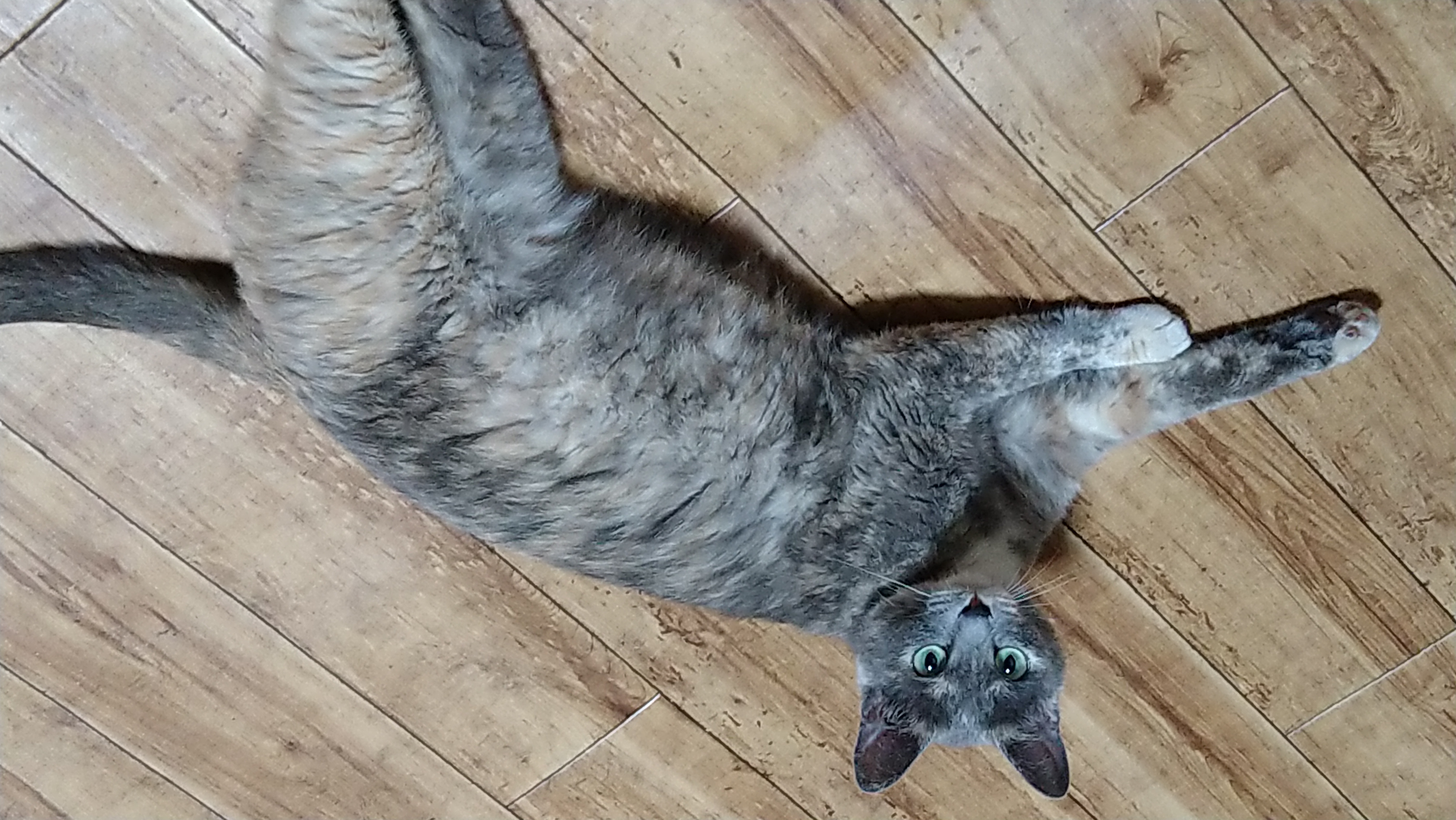 木目調の床の上で横向きに寝そべり、涼しげな表情でカメラを見つめるグレー系のサビ猫（パステルサビ）