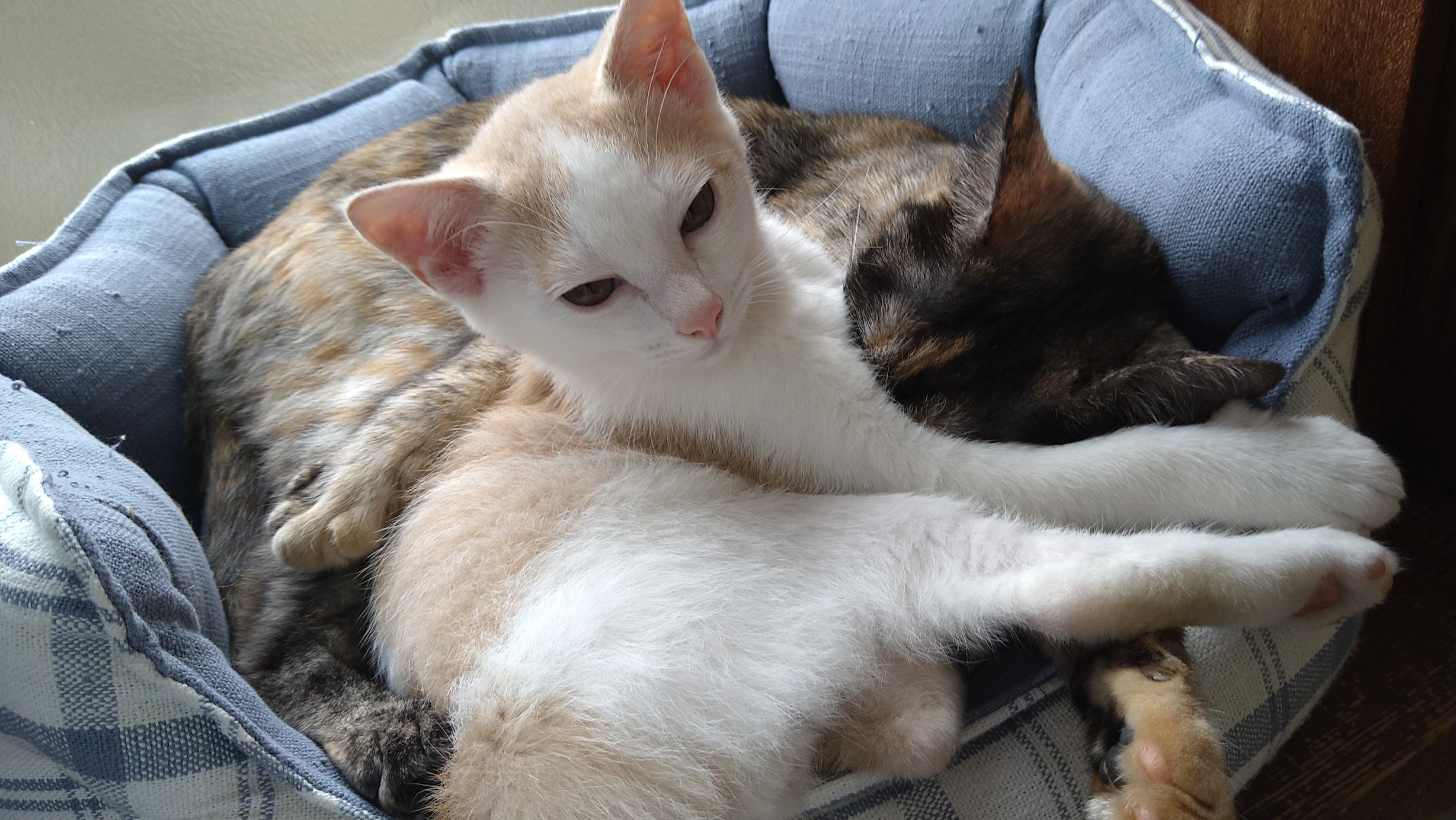 青いチェック柄のペットベッドの中で、重なり合って眠る白茶猫とサビ猫