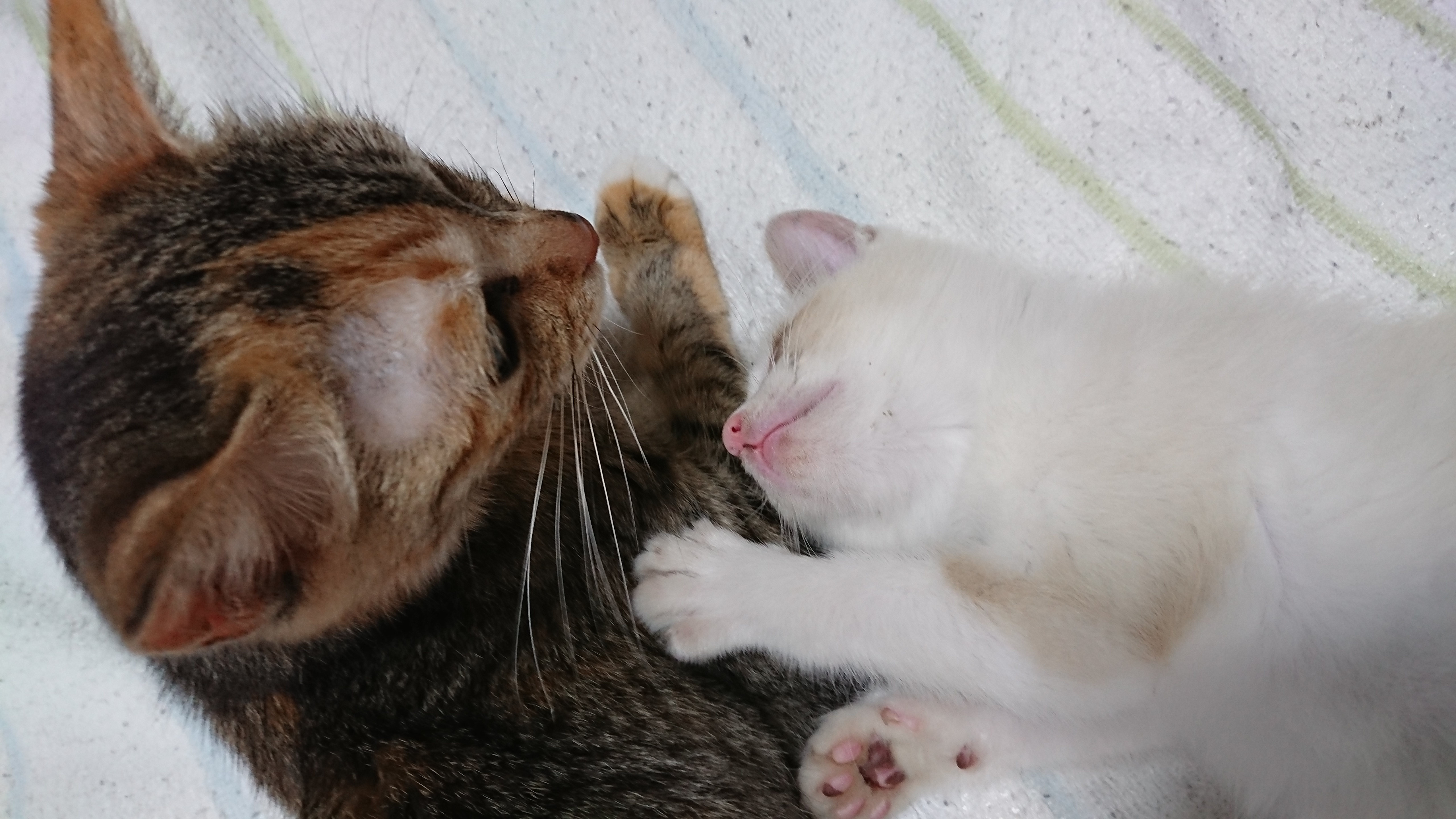 顔の右側が茶トラで左側がキジトラのような「スプリットフェイス」の猫/麦わら猫が横たわり、その体に寄り添うようにして白い子猫が眠っています。子猫はピンク色の鼻と肉球を見せてリラックスしている