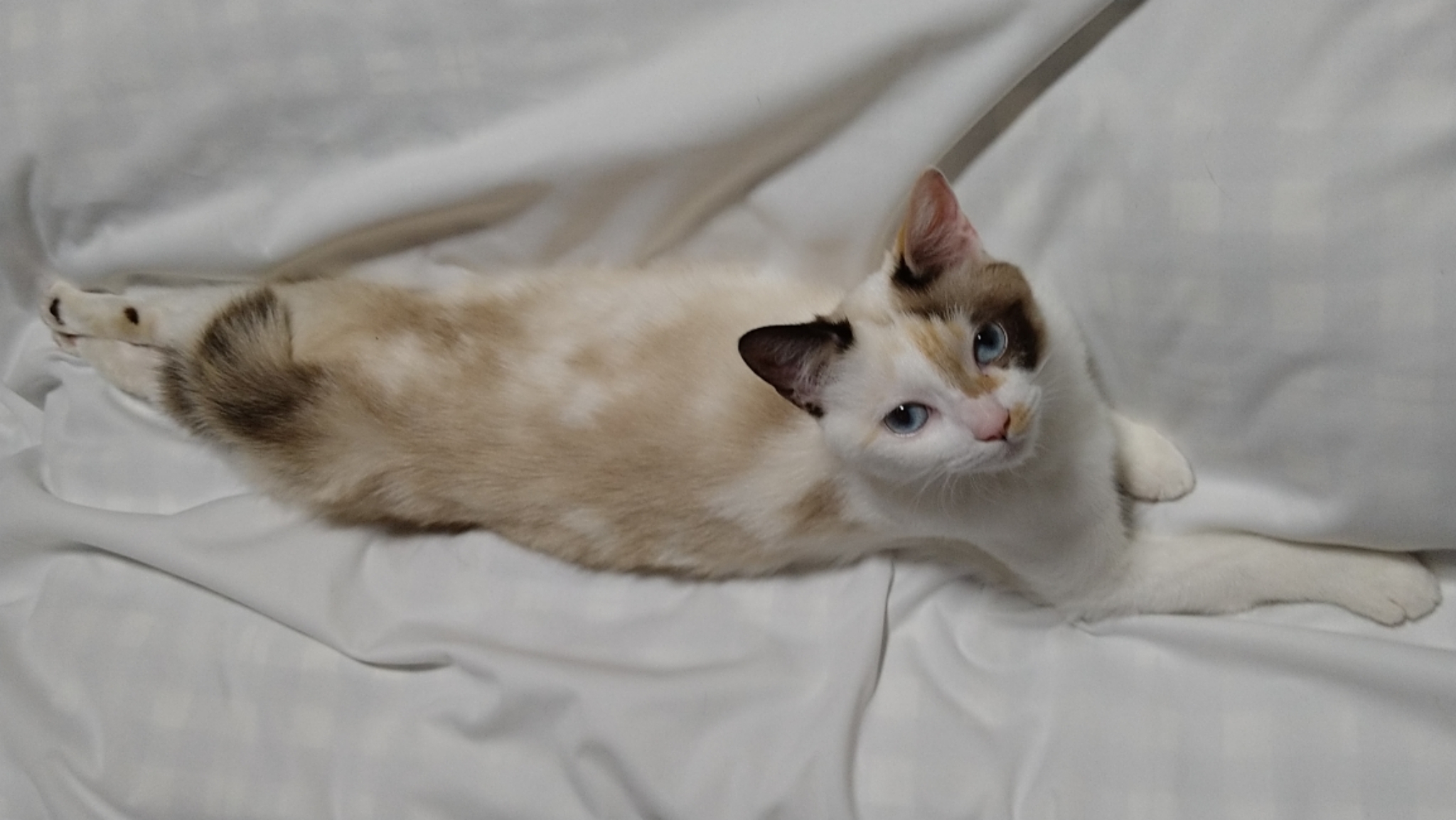 体を一直線に伸ばしてくつろぐ青い目のポインテッド/パステル三毛