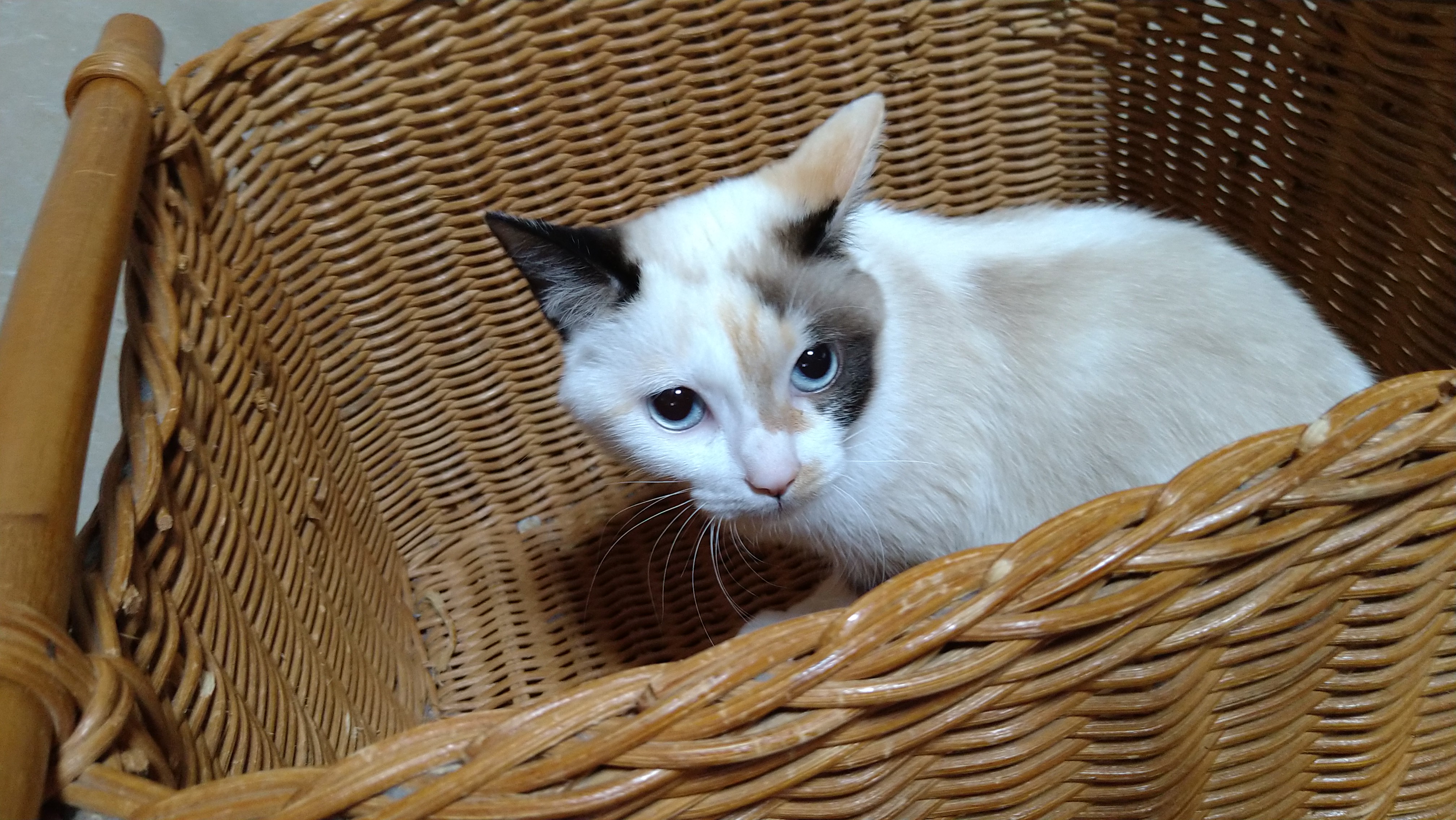 籐編みの大きなバスケットの中に入り上を見上げている青い目のポインテッド/パステル三毛
