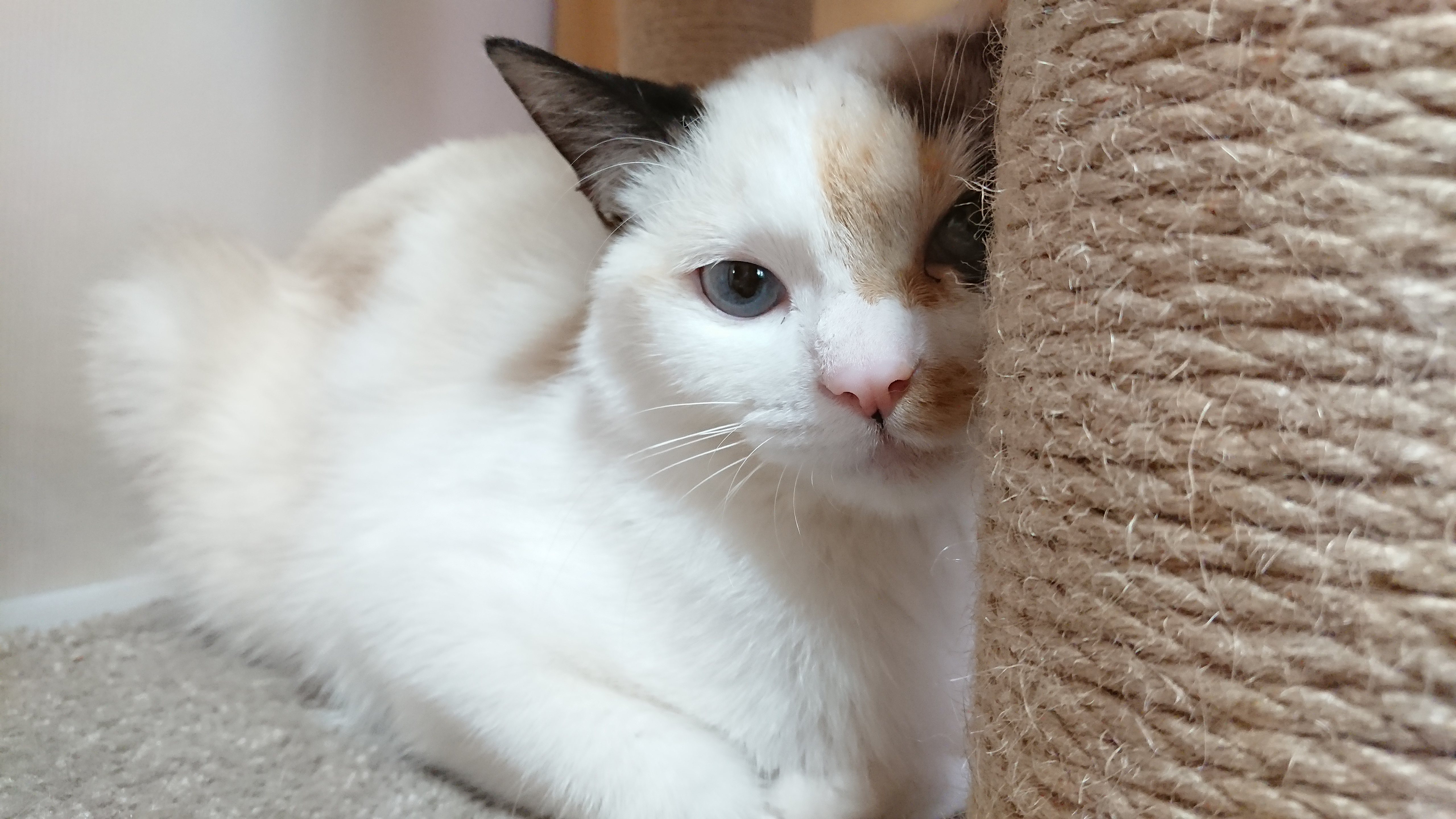 キャットタワー(爪とぎポスト)の陰から、こちらをじっと見つめる青い目のポインテッド/パステル三毛