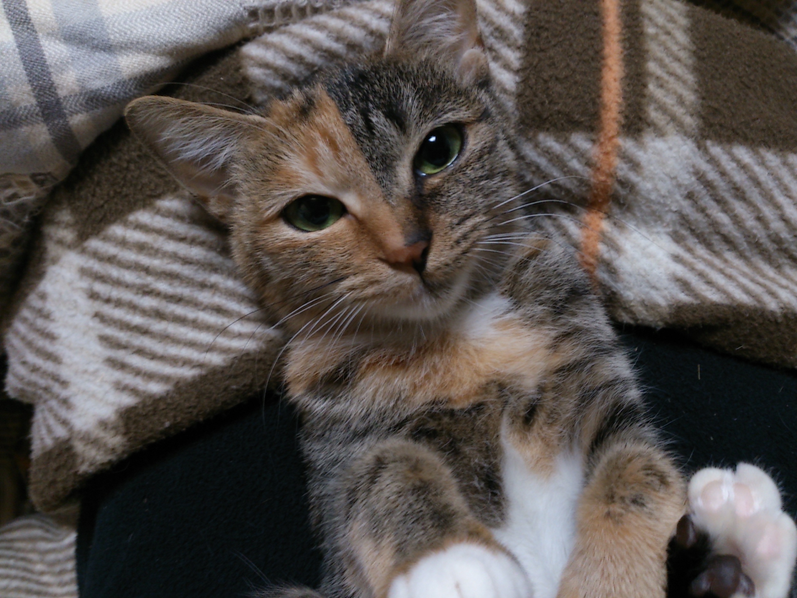 茶色いチェック柄の毛布に囲まれて横たわる猫のアップ。顔の右側が茶トラで左側がキジトラのような「スプリットフェイス」の模様をしており、澄んだ緑色の瞳でカメラを見ています。前足の先は白く、肉球が見えるポーズでリラックスしています