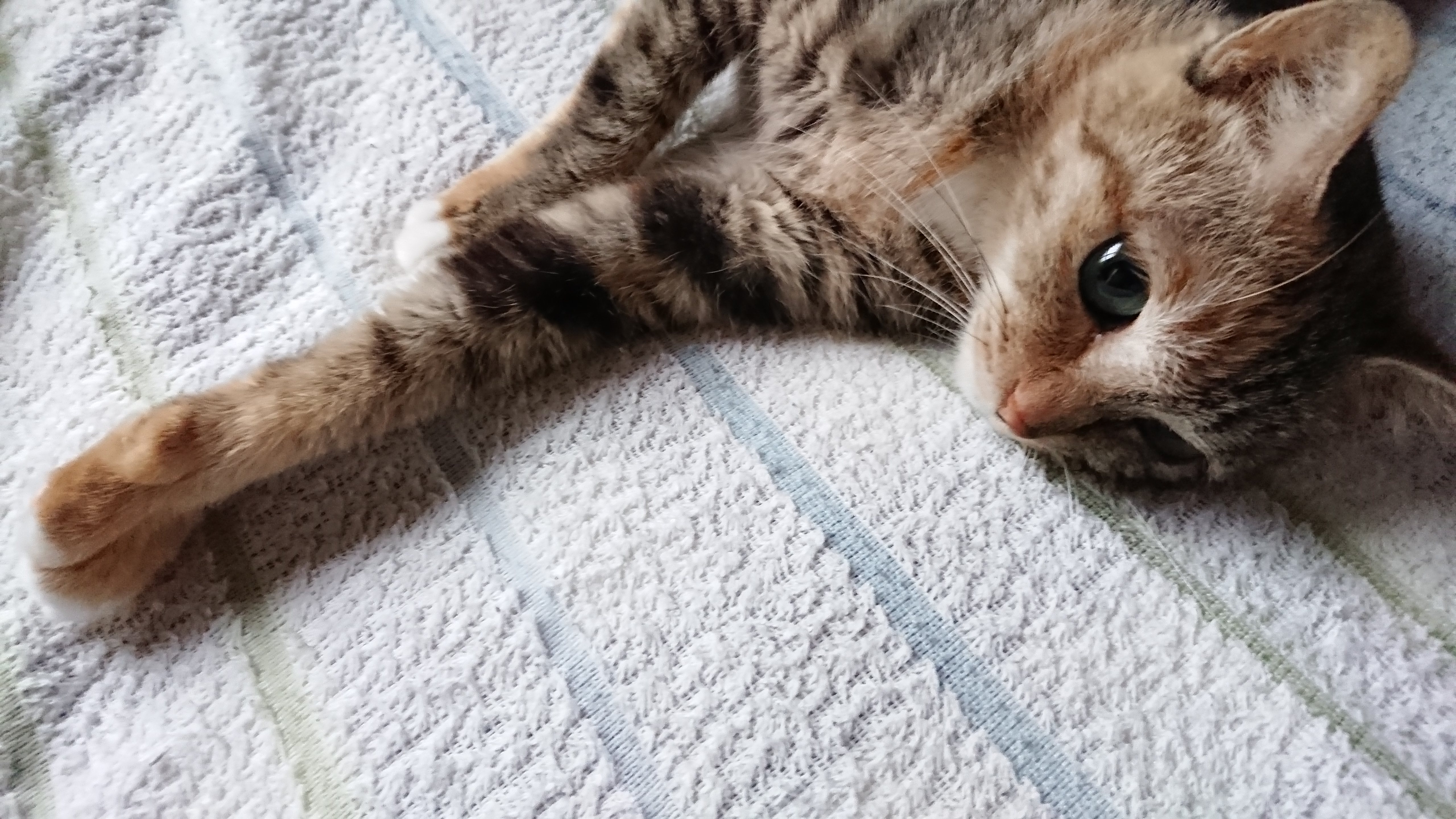 タオル地のシーツの上で横になり前足を長く伸ばしてリラックスしている右側が茶トラで左側がキジトラのような「スプリットフェイス」の模様をしている猫