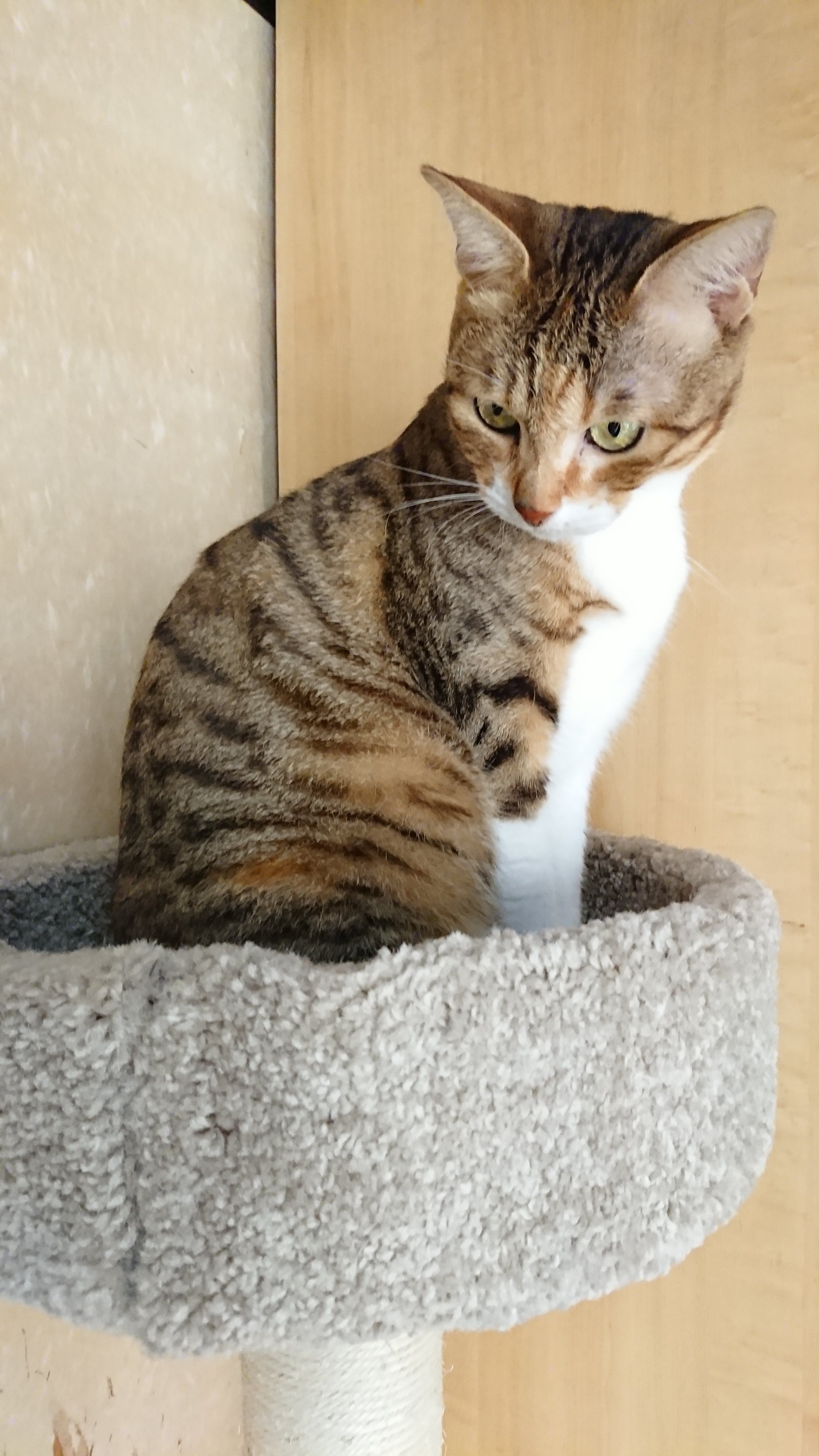 Amazonベーシックのキャットタワー Lサイズに乗る縞三毛/キジ白の猫