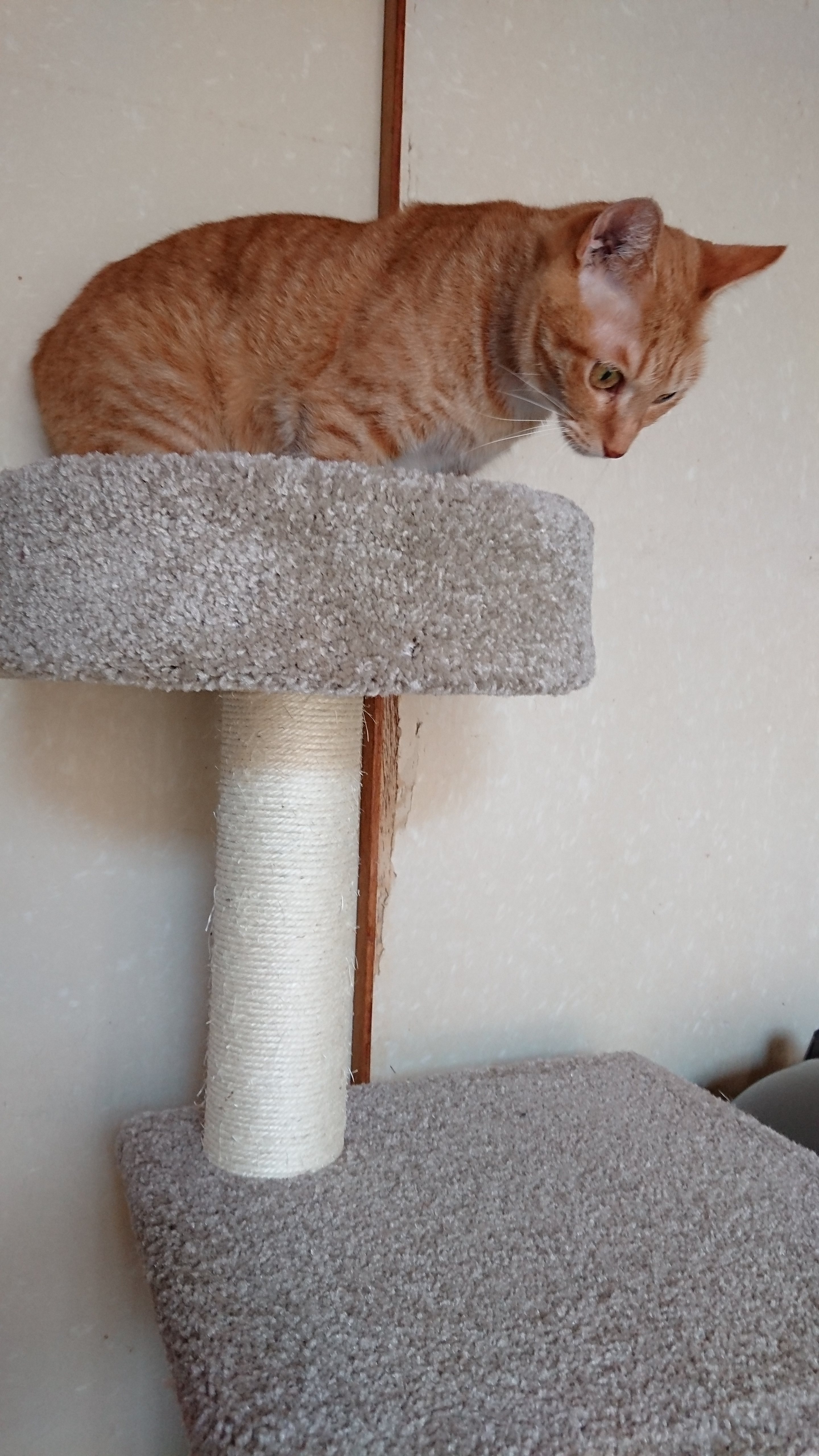Amazonベーシックのキャットタワー Mサイズに乗る茶トラ猫