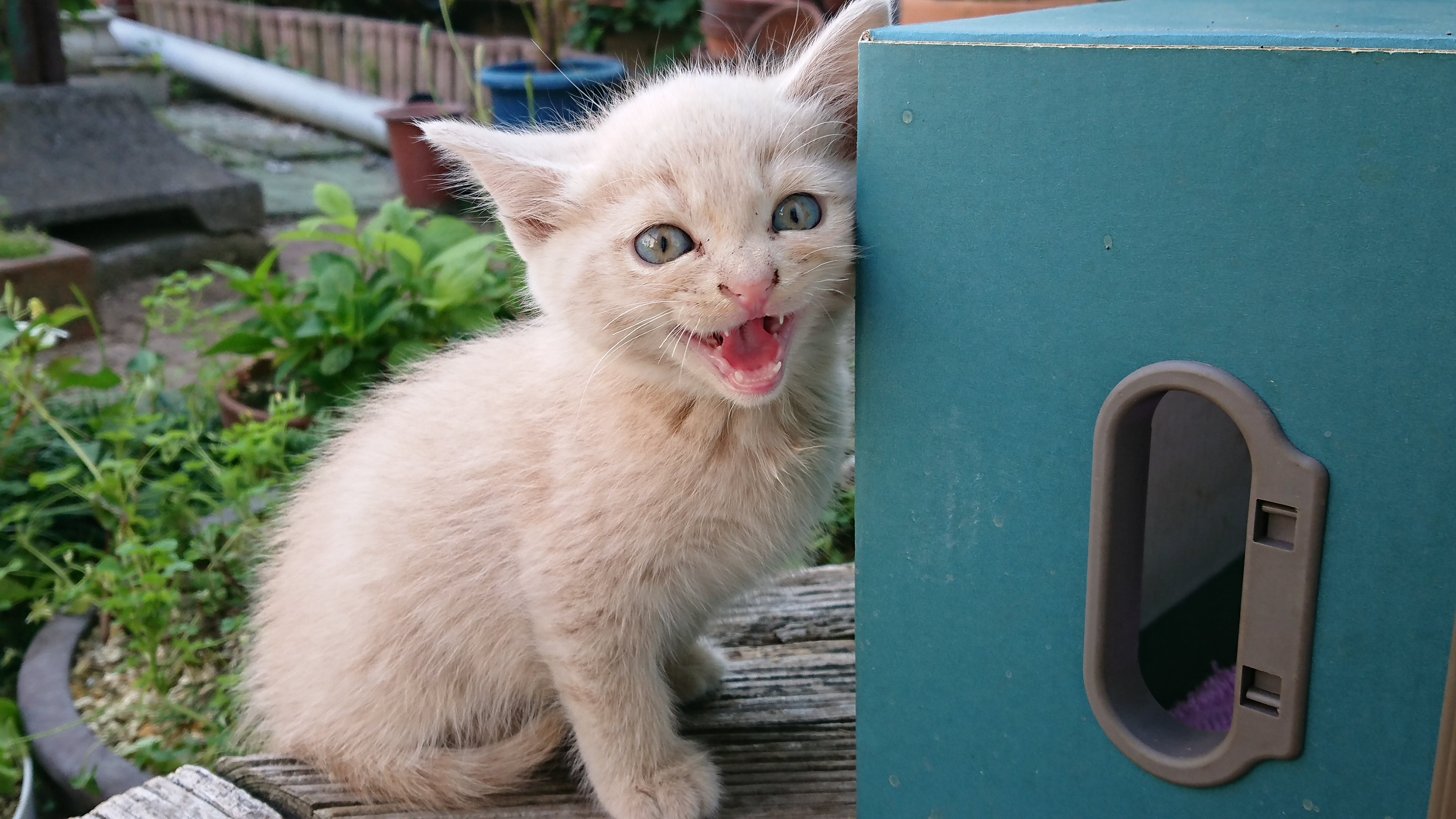 網戸越しに威嚇する薄い茶色/クリーム茶トラの子猫
