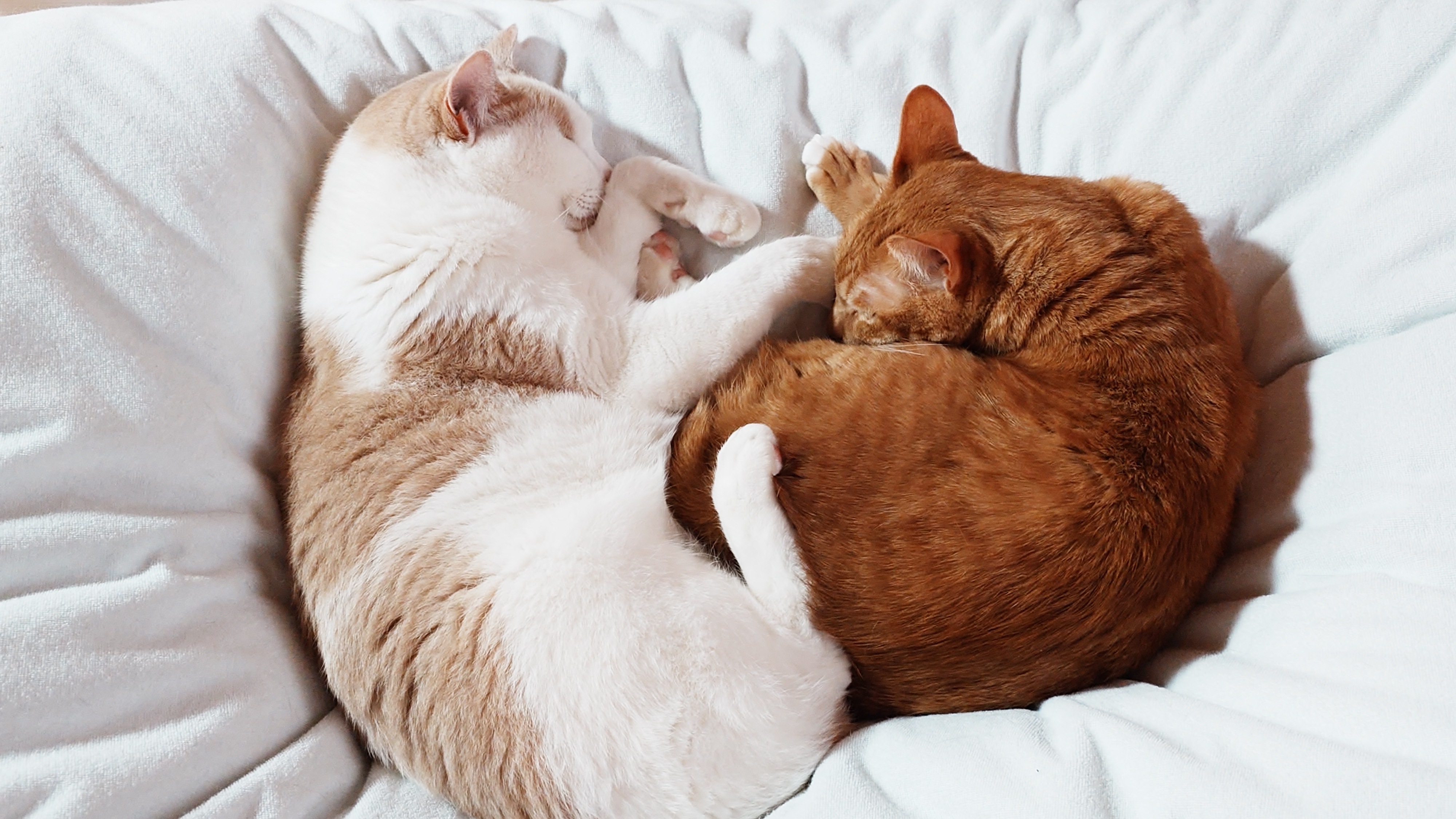 Xperia 1Vで撮影したウー(茶白ハチワレ)とトロワ(茶トラ)