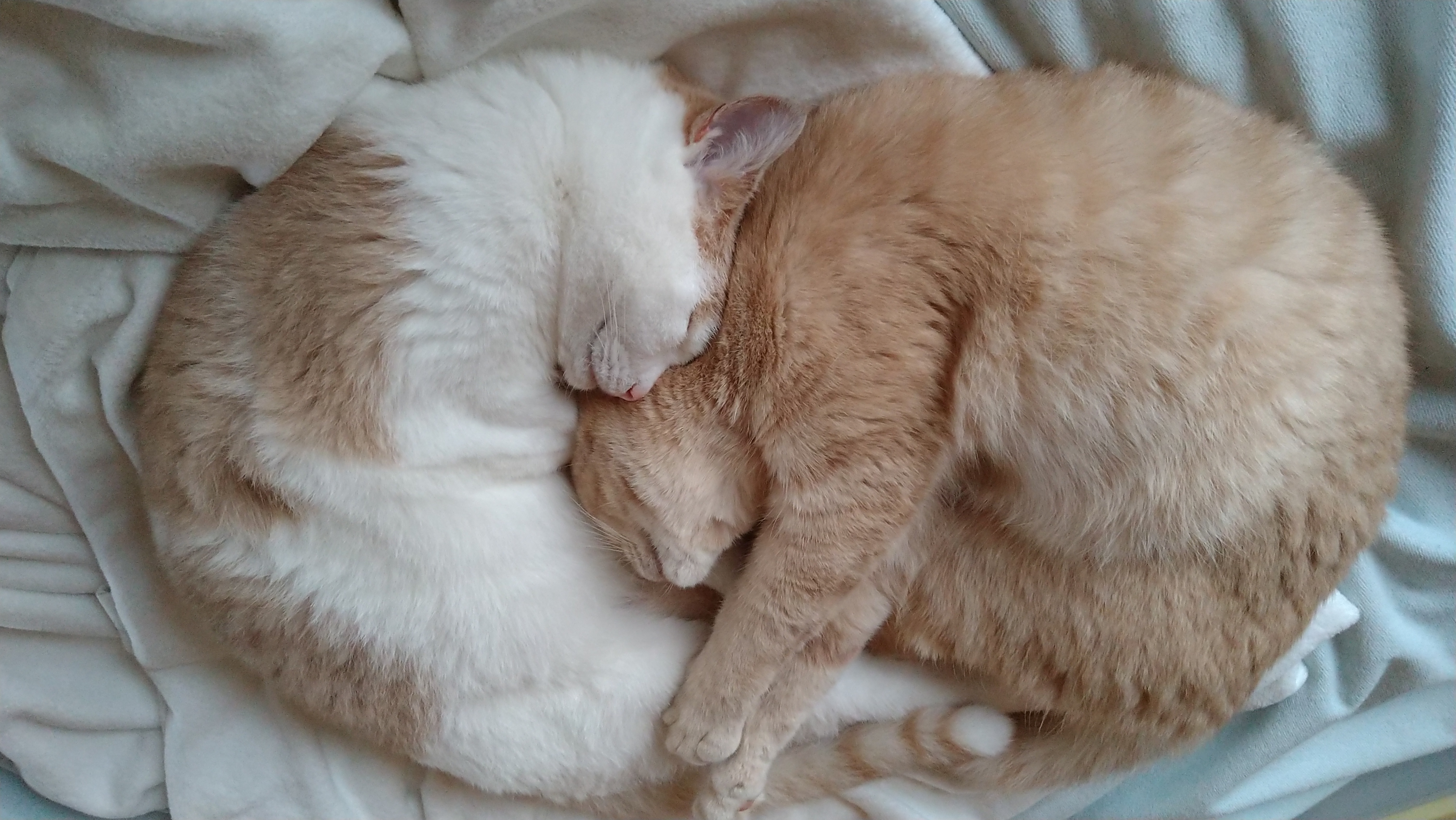 スー&ウーを迎えて1年経ちました