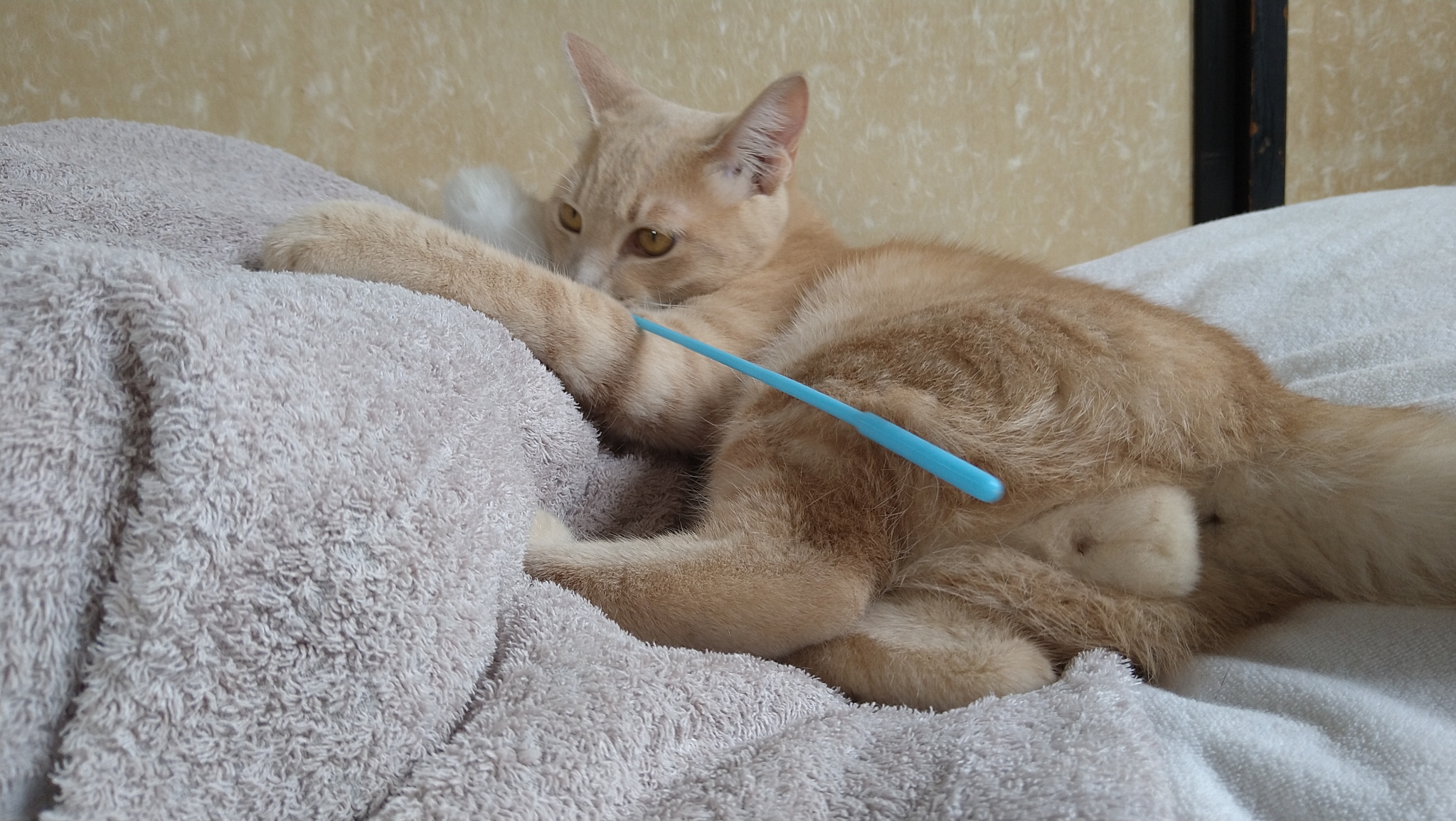 おもちゃと一緒にベッドでくつろぐ薄い茶トラ猫/クリーム茶トラ（スー）