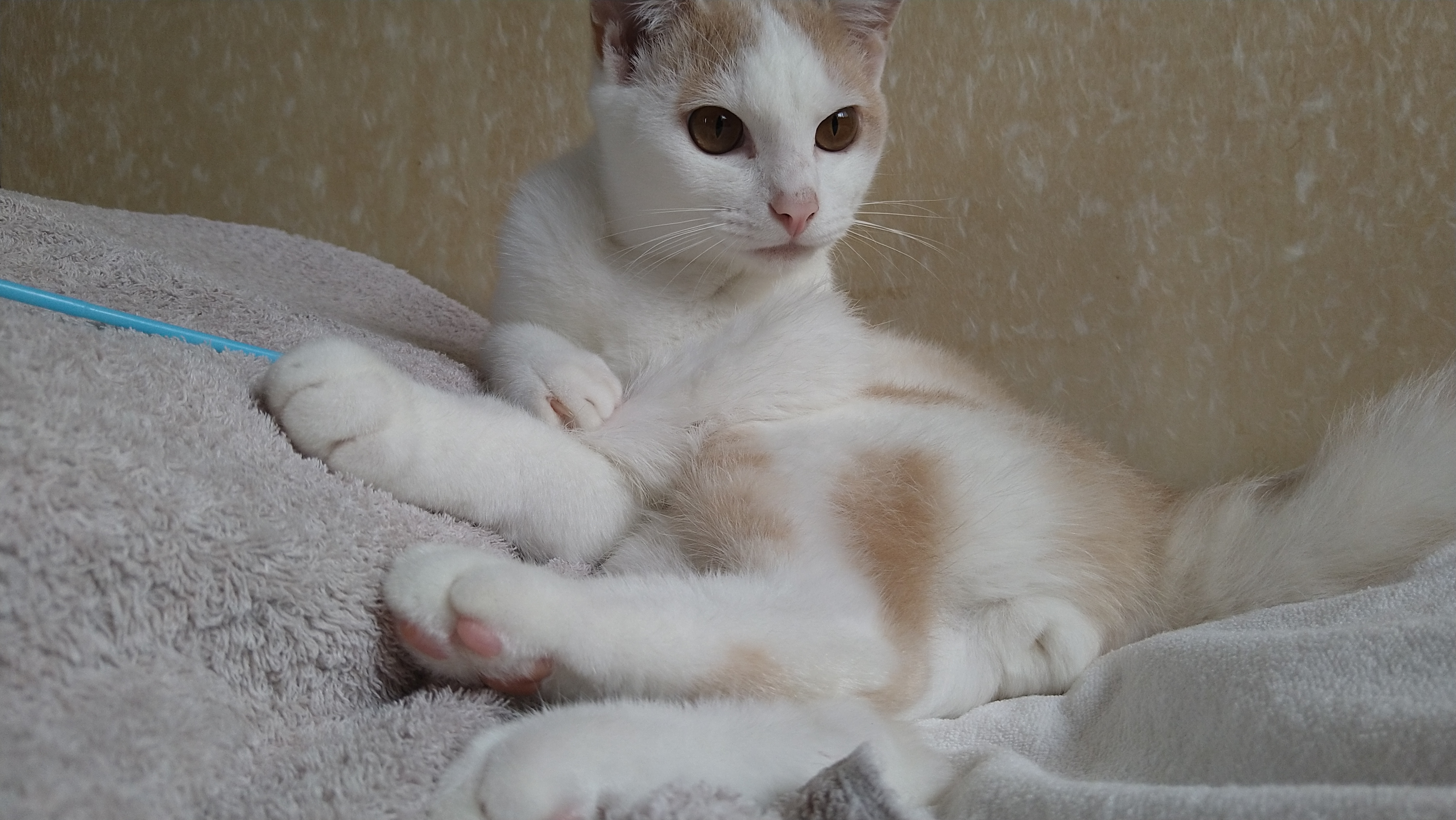 白地に茶色のぶちがある猫/茶白ハチワレ（ウー）が、おもちゃと一緒に毛布の上で横座りになりながらこちらを見ている写真。ピンク色の肉球が見えるように足を投げ出している
